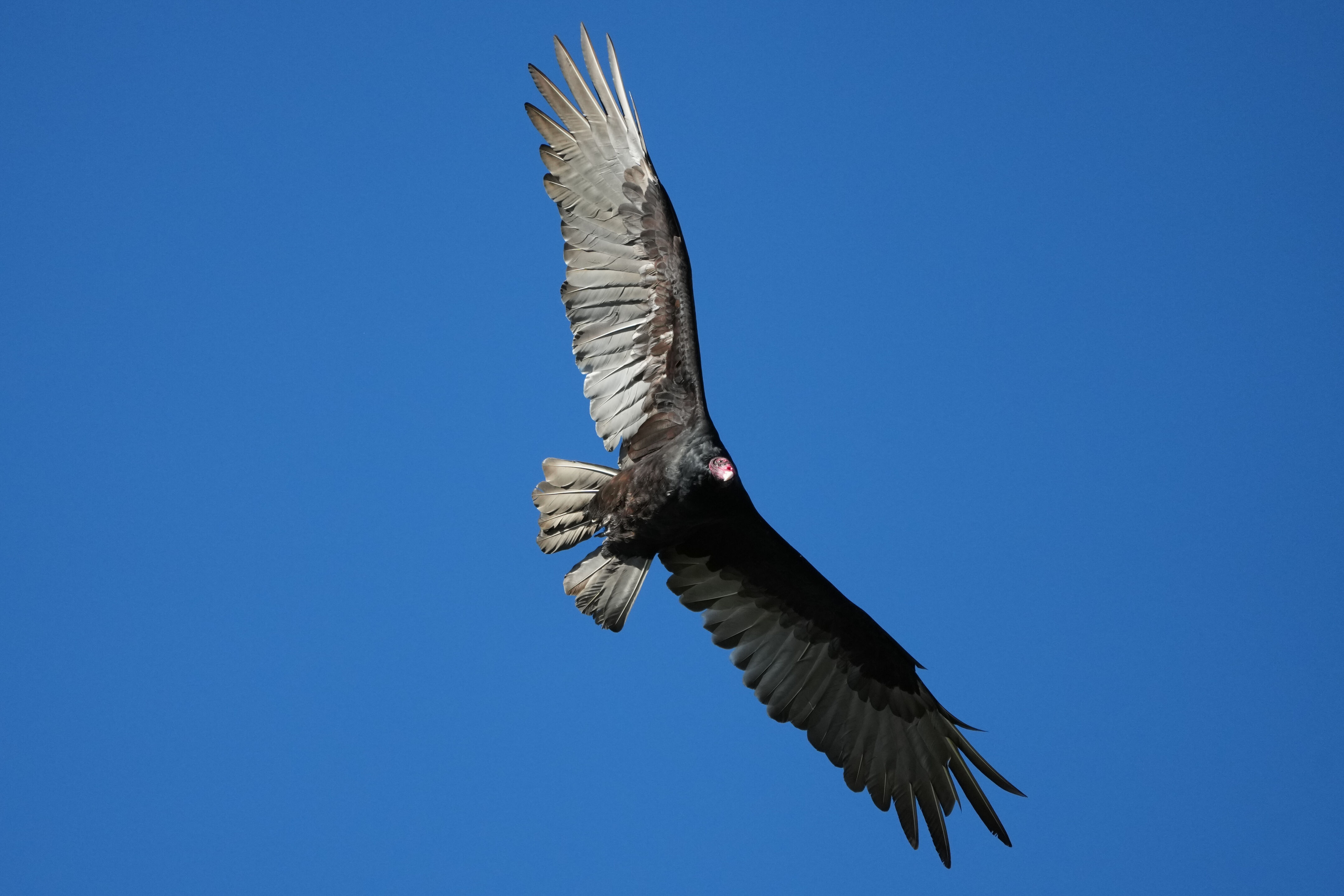 Turkey Vulture
