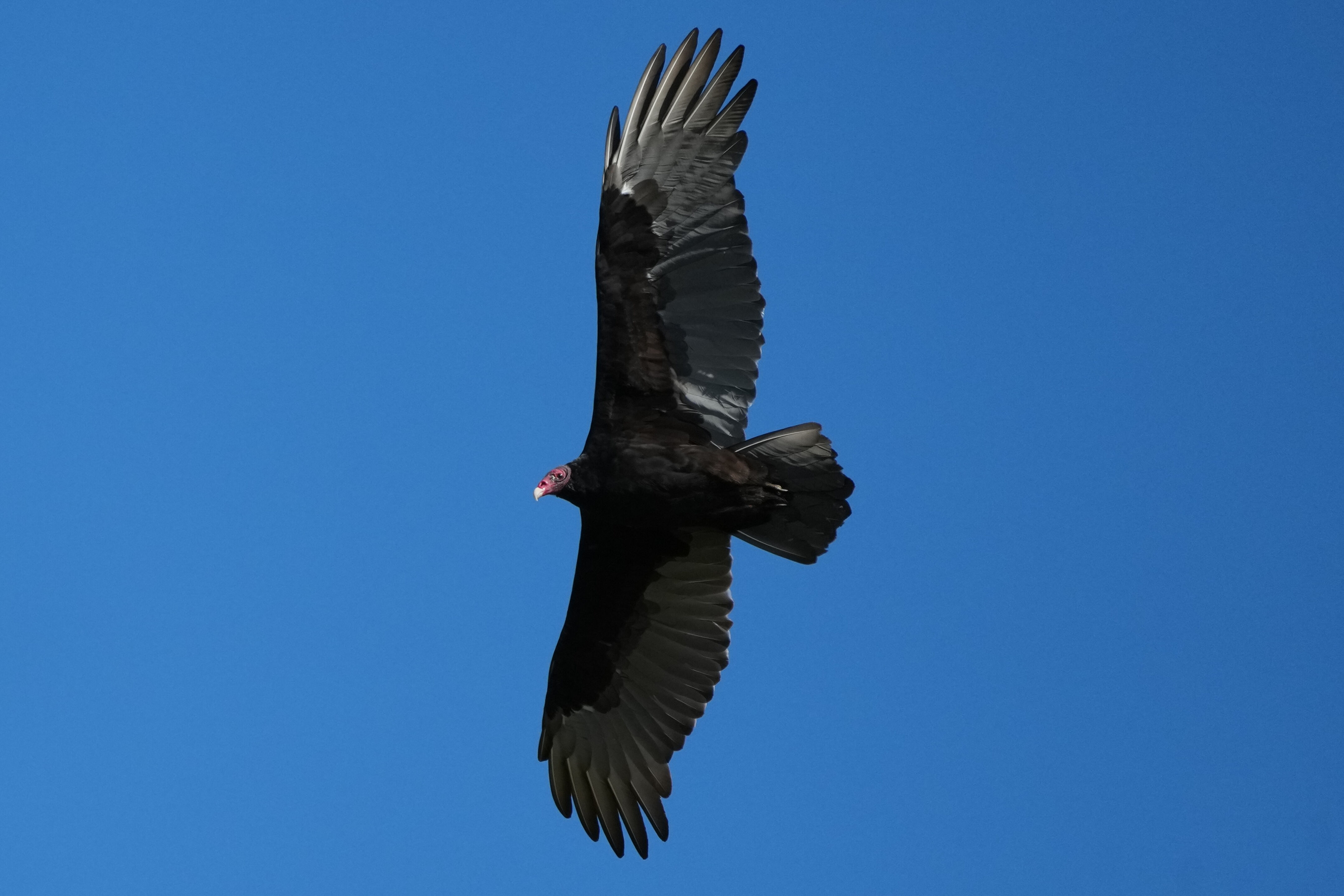 Turkey Vulture