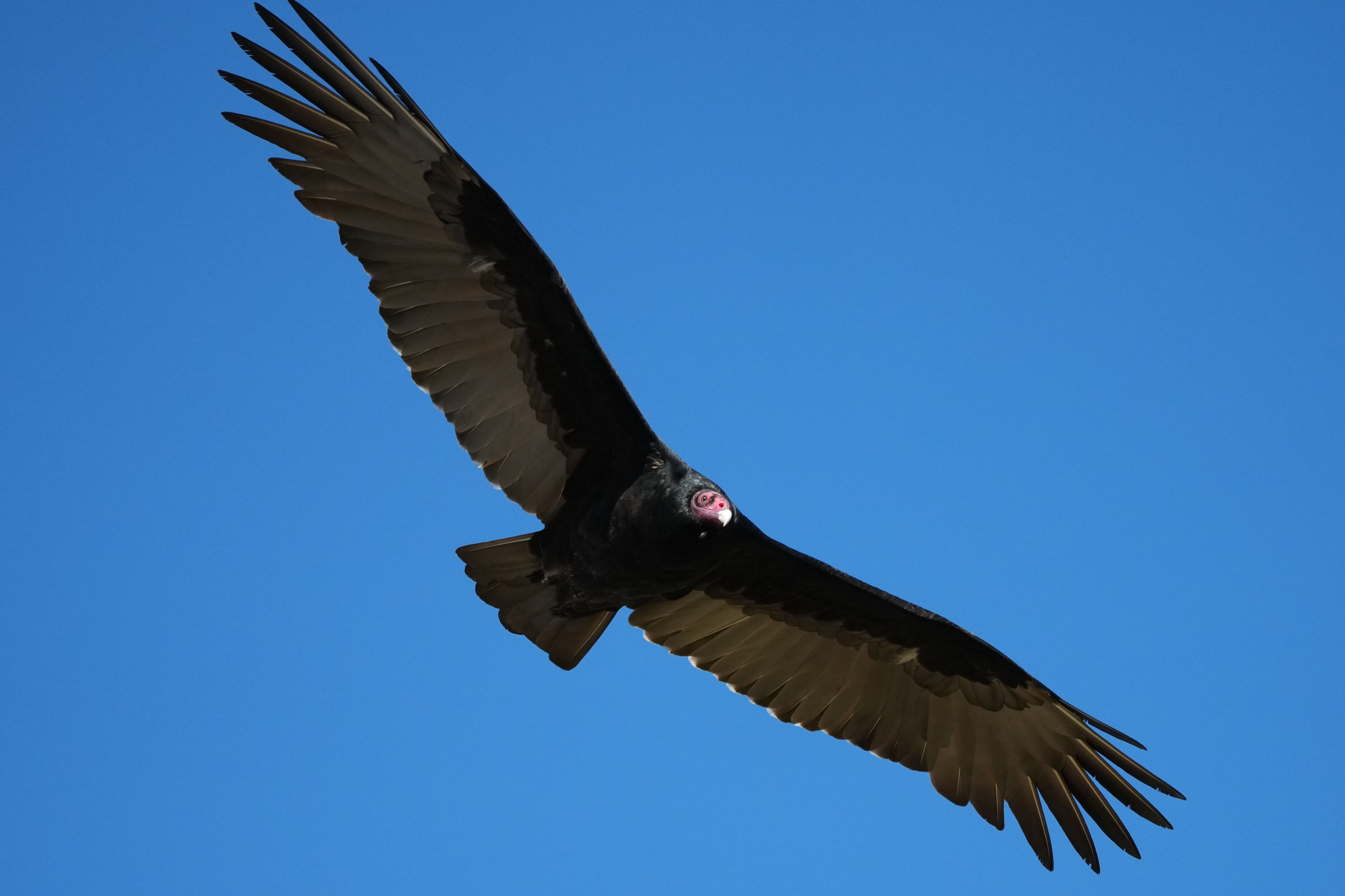 Turkey Vulture