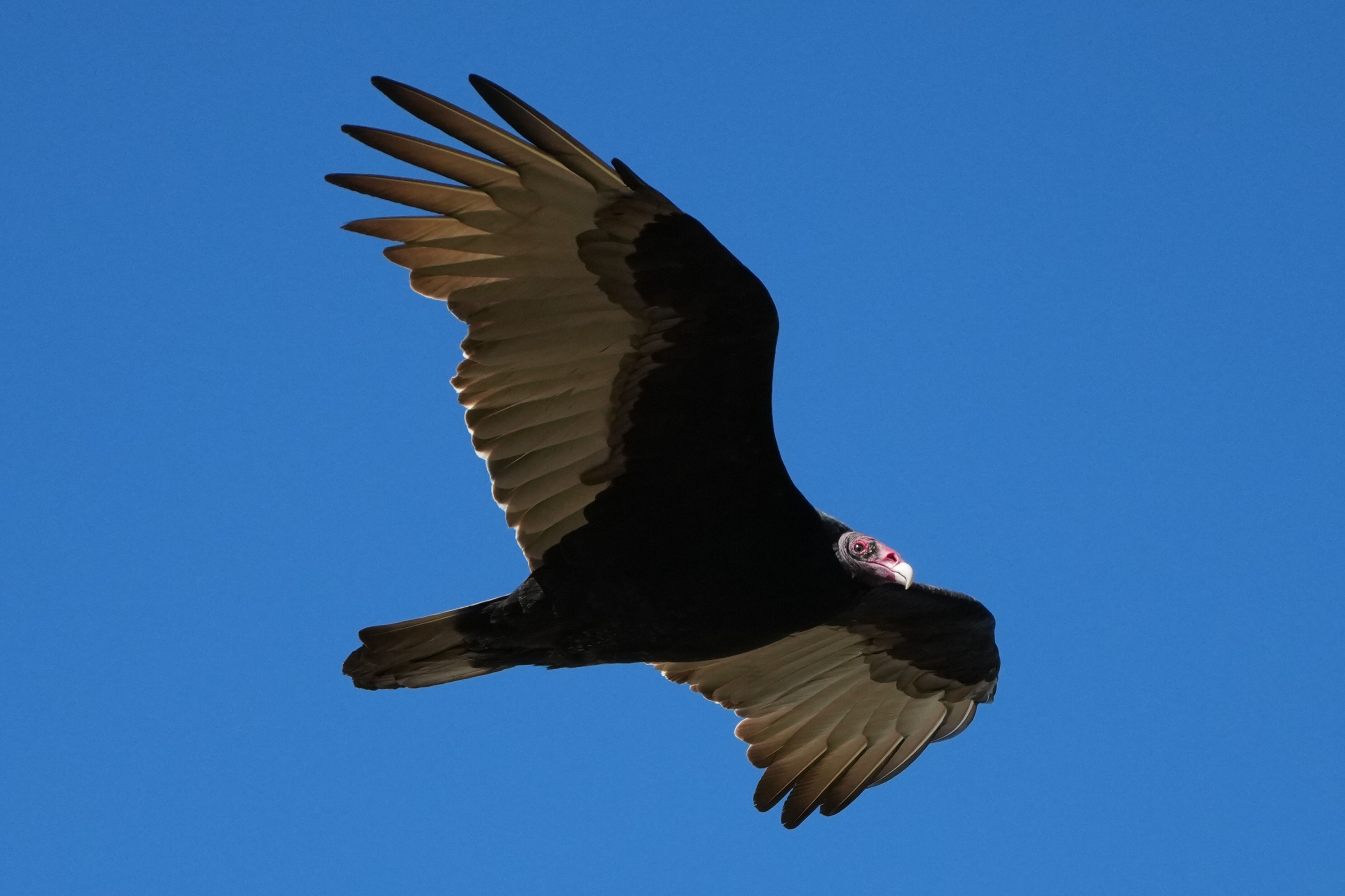 Turkey Vulture