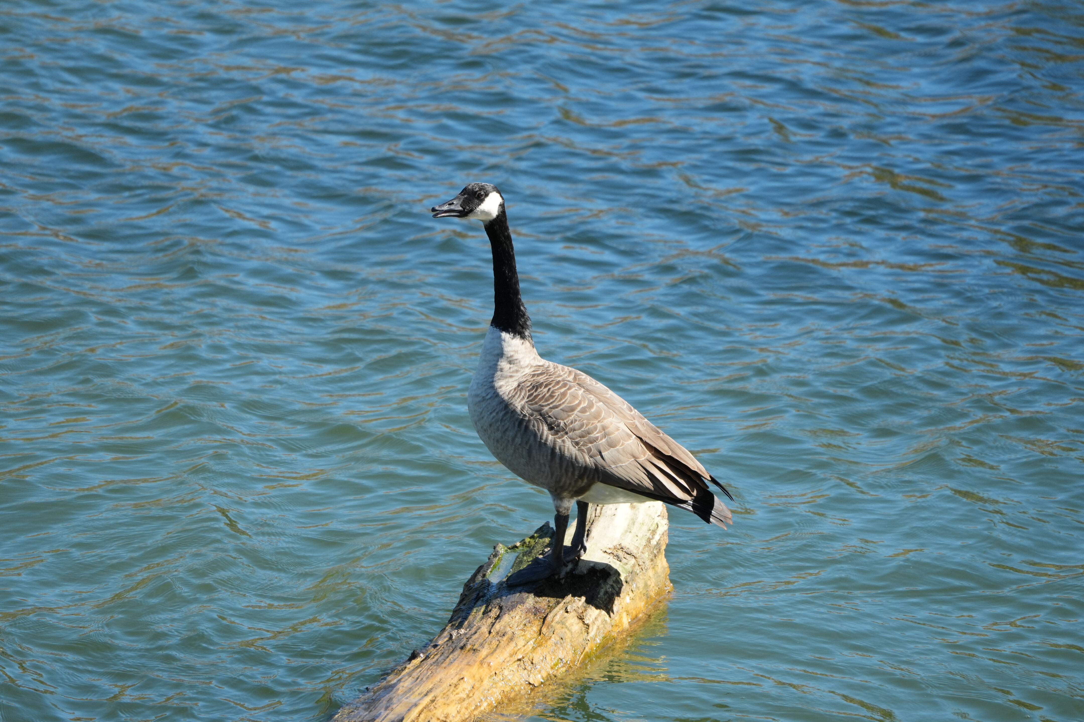 Canada Goose