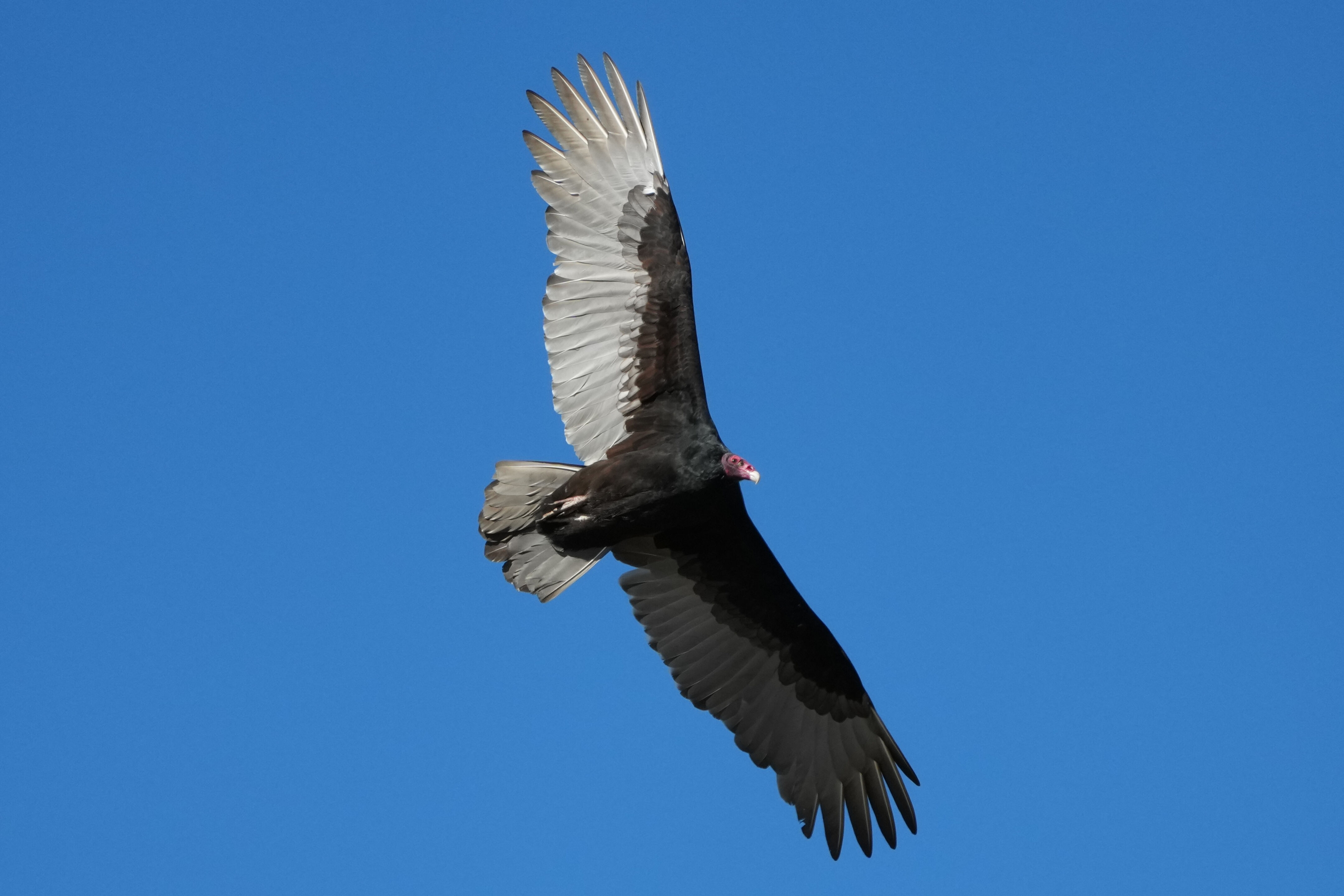 Turkey Vulture