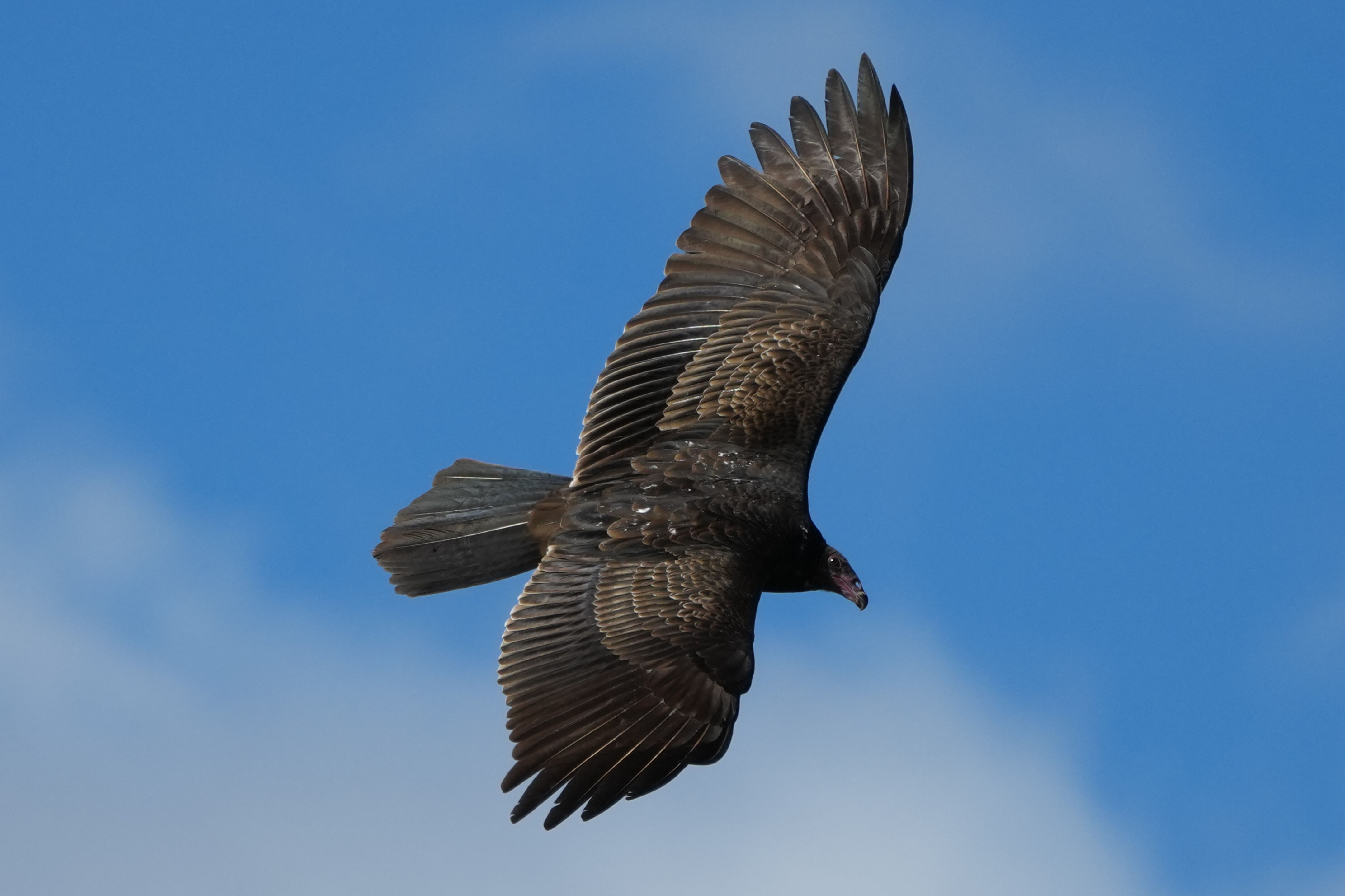 Turkey Vulture