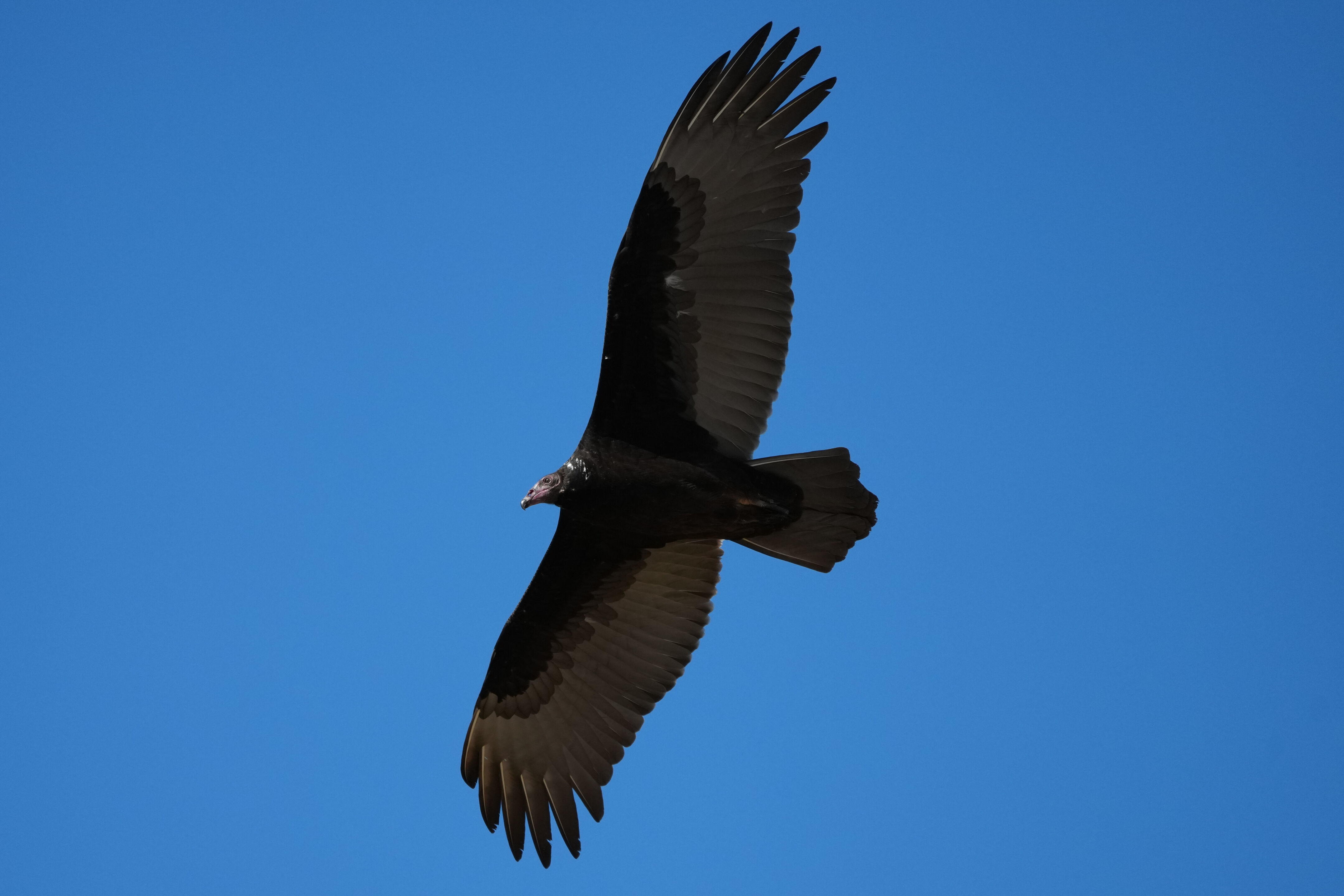 Turkey Vulture