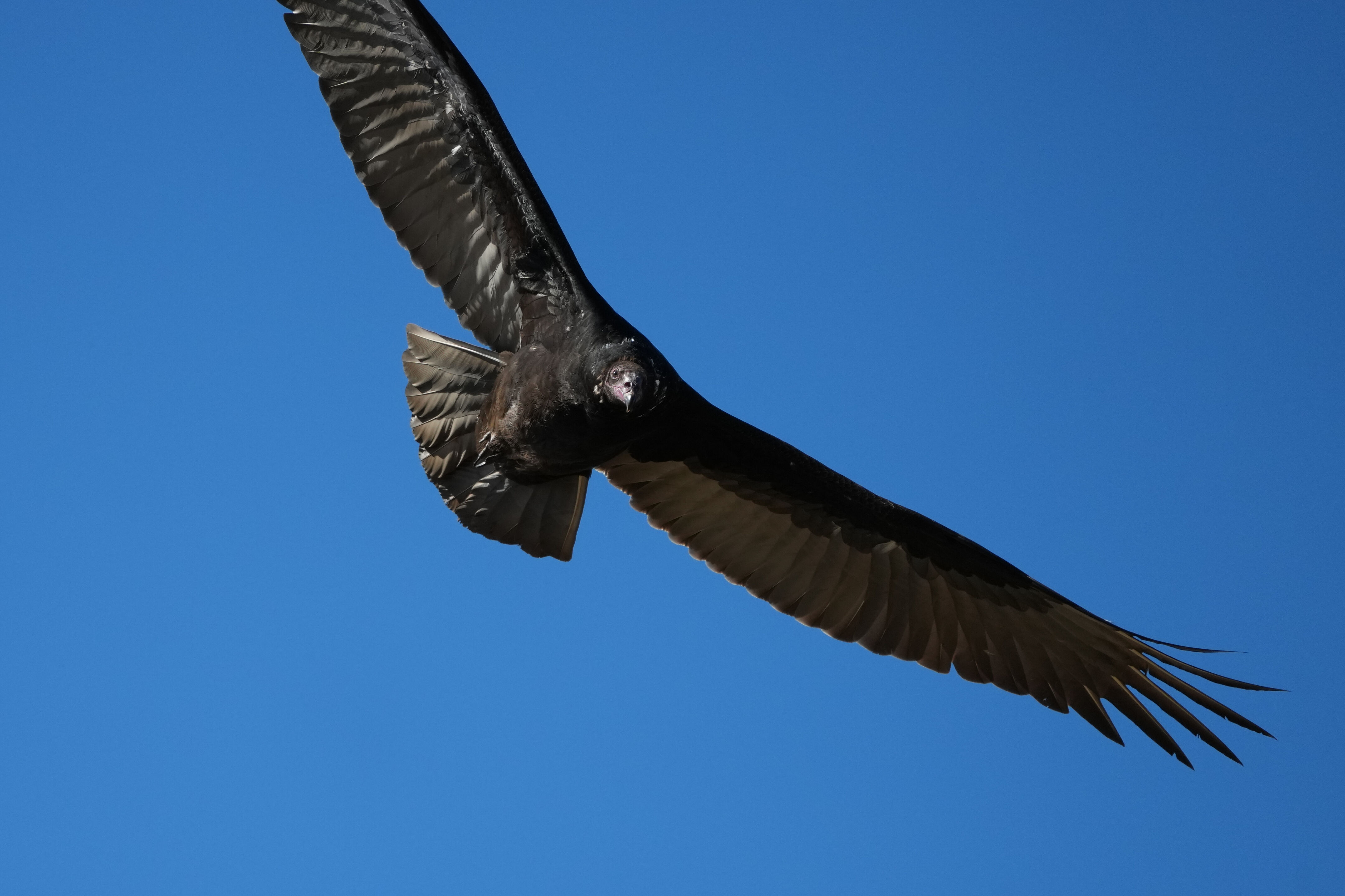 Turkey Vulture
