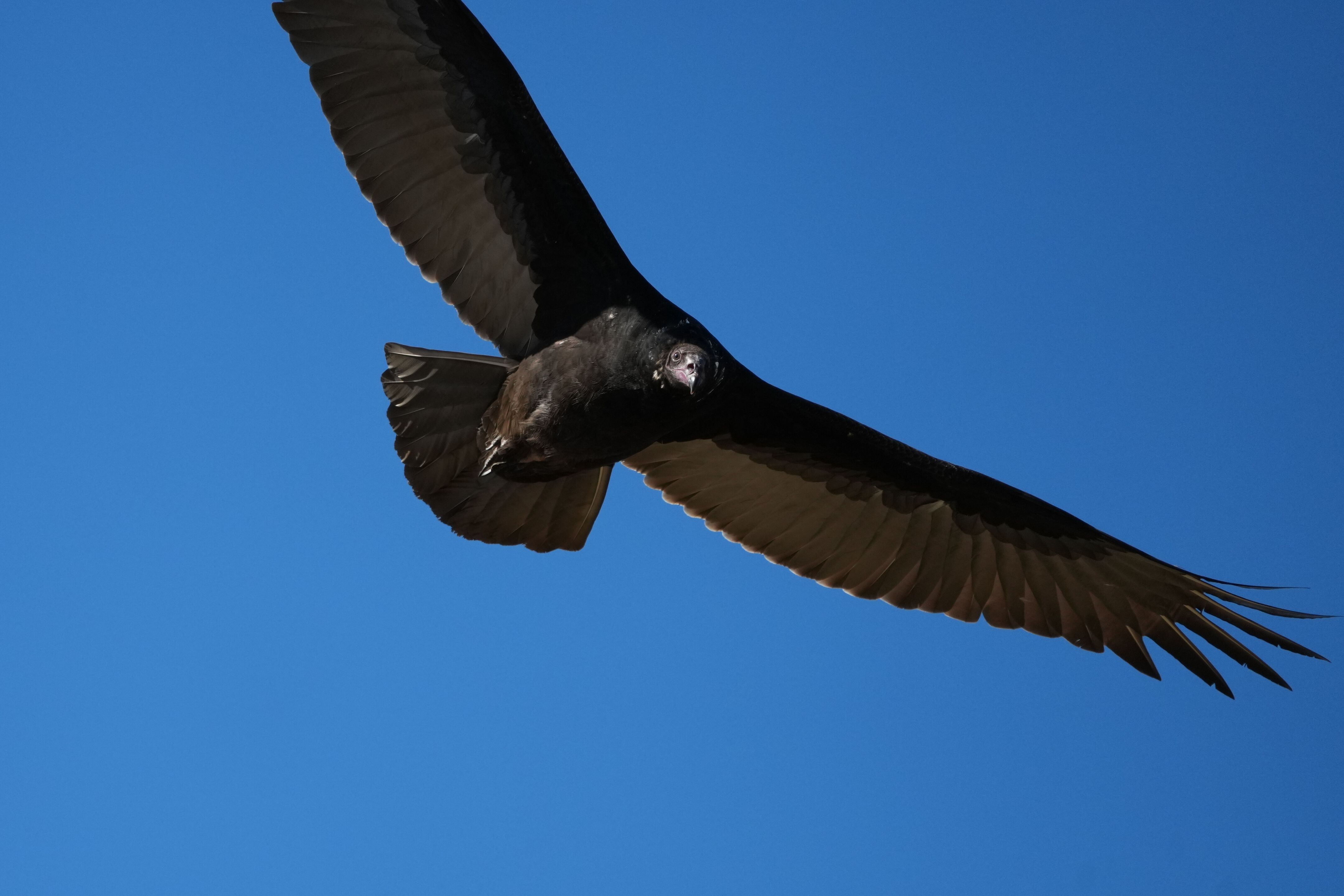 Turkey Vulture