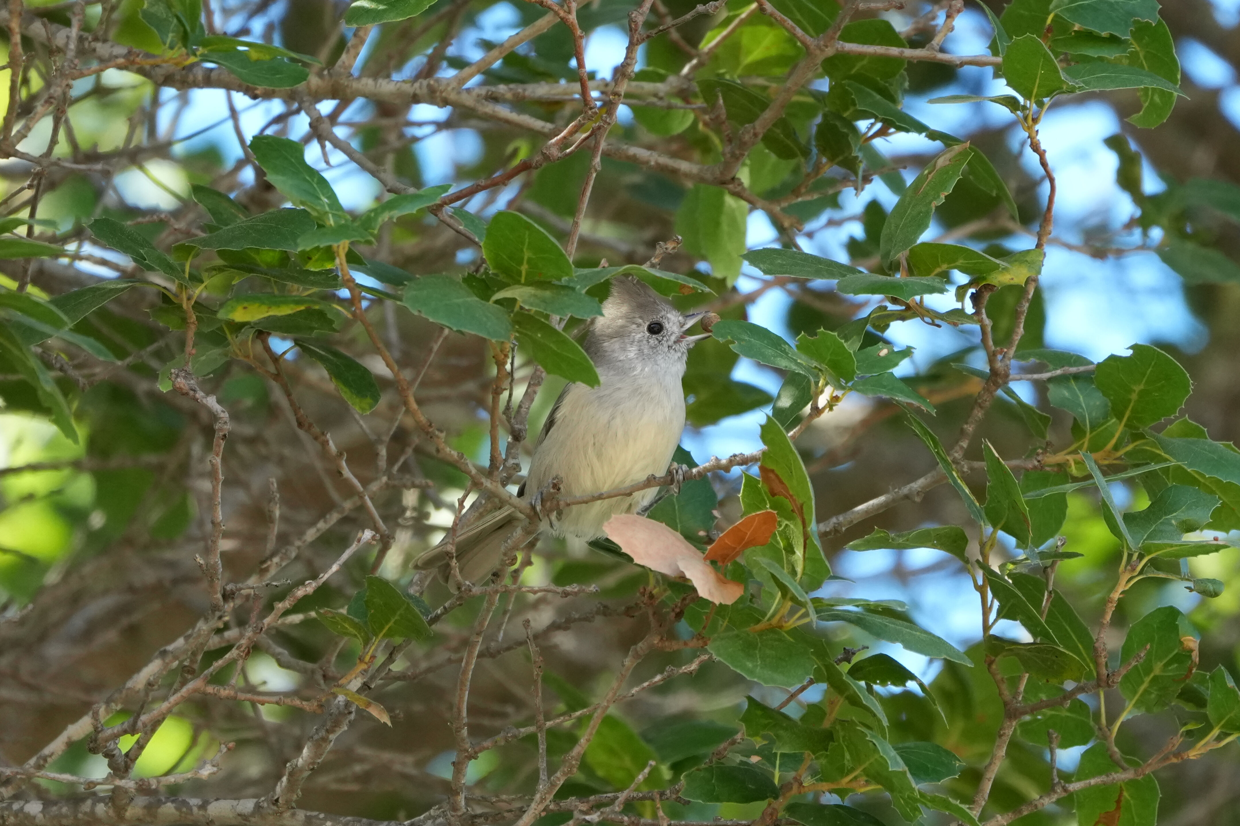 Oak Titmouse