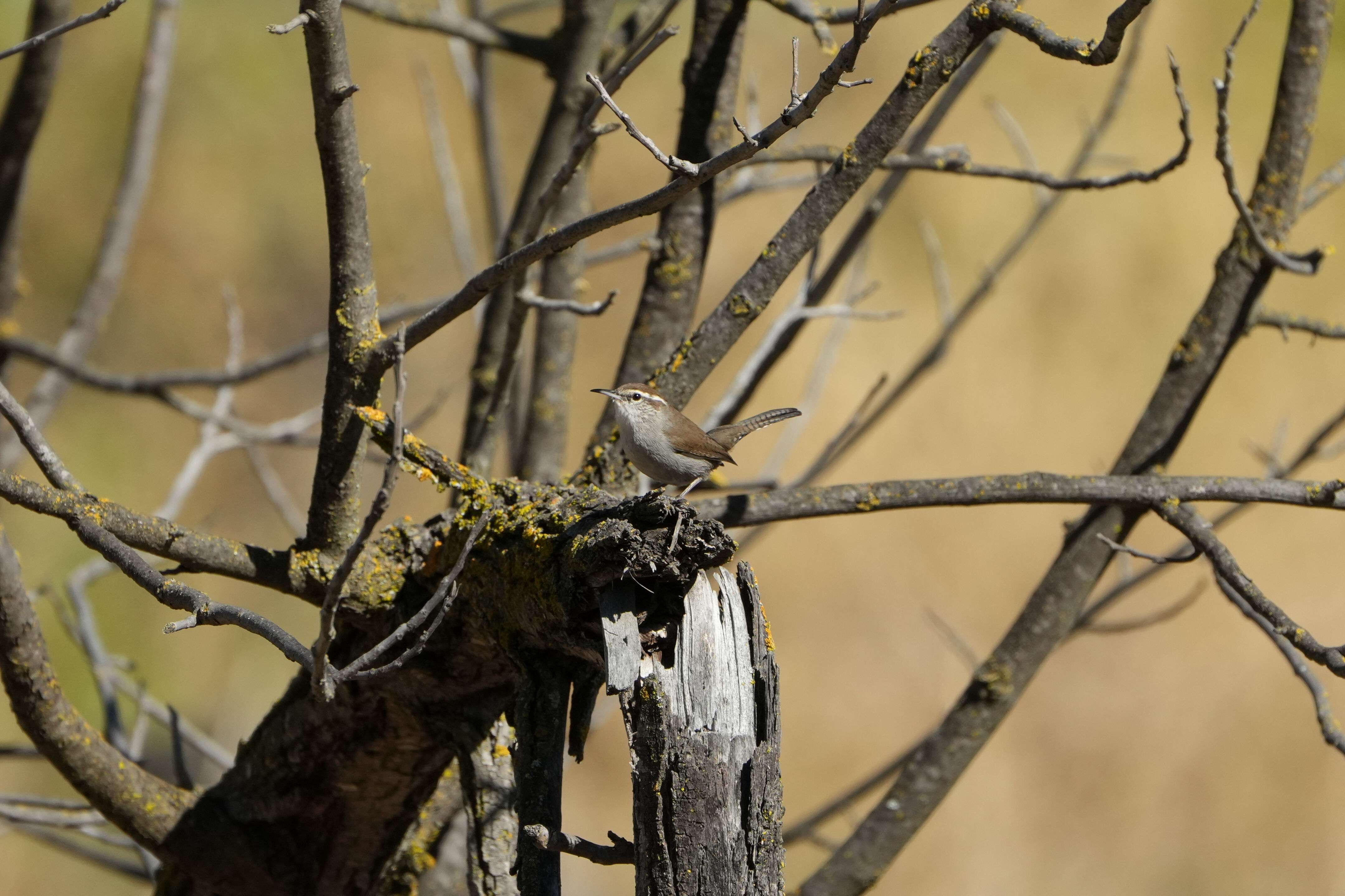 Bewick’s Wren