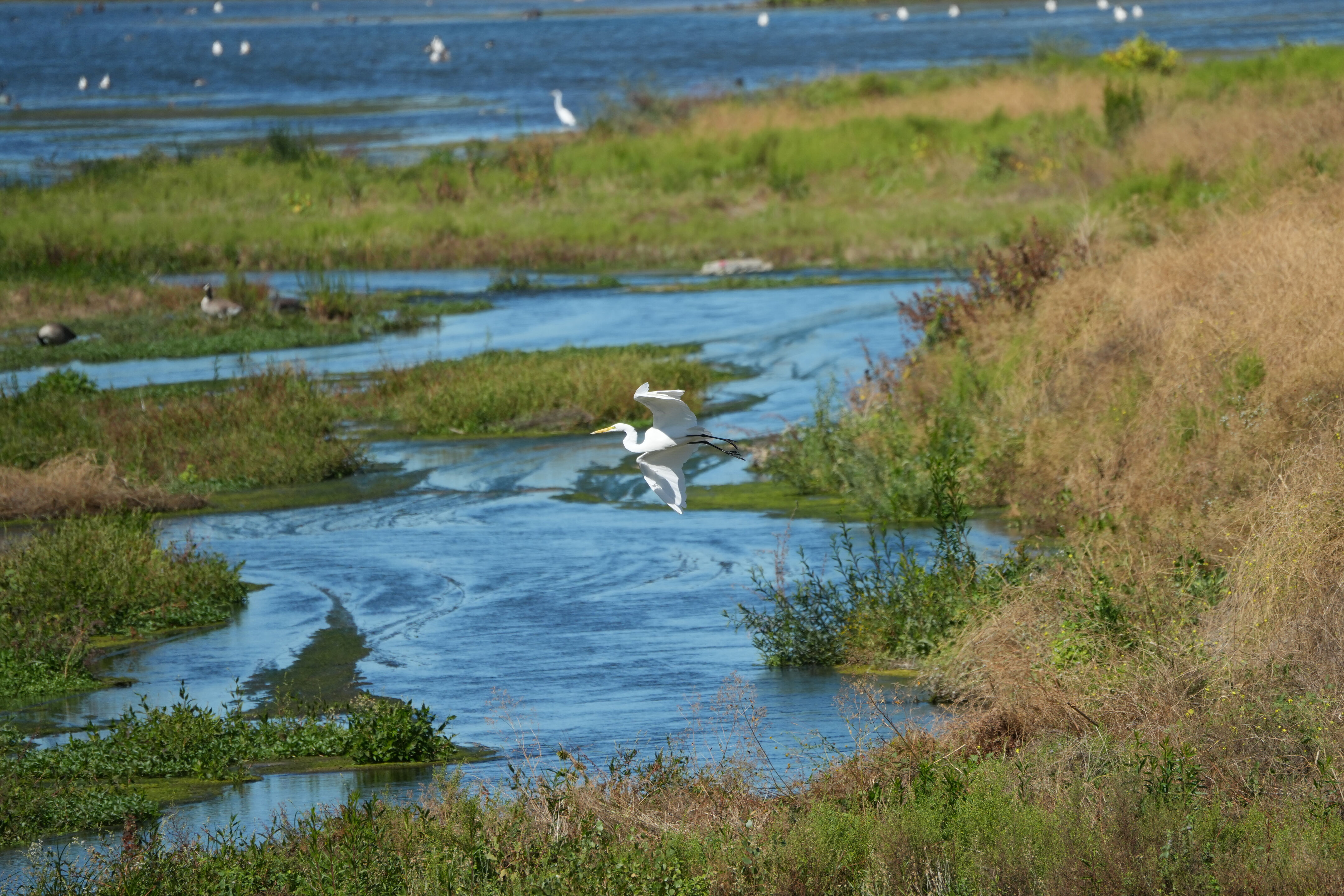 Great Egret