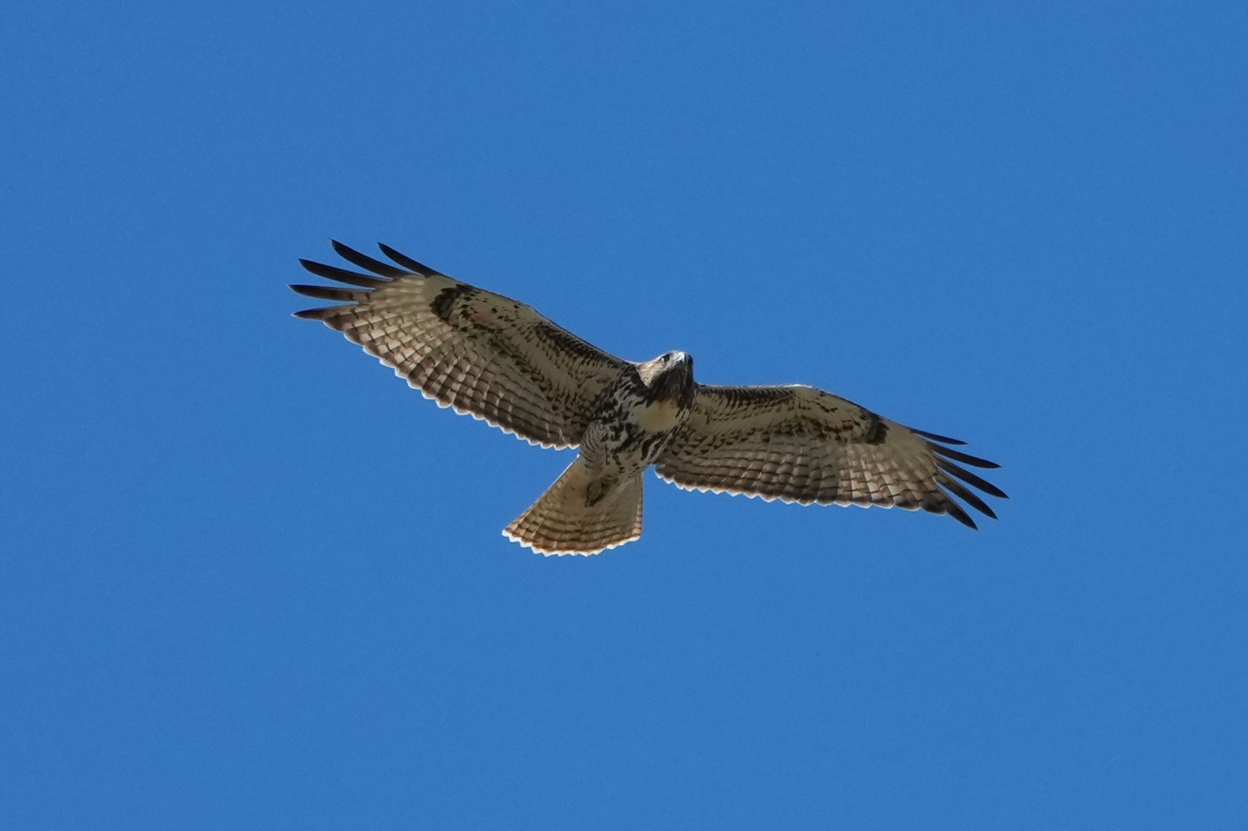 Red-Tailed Hawk
