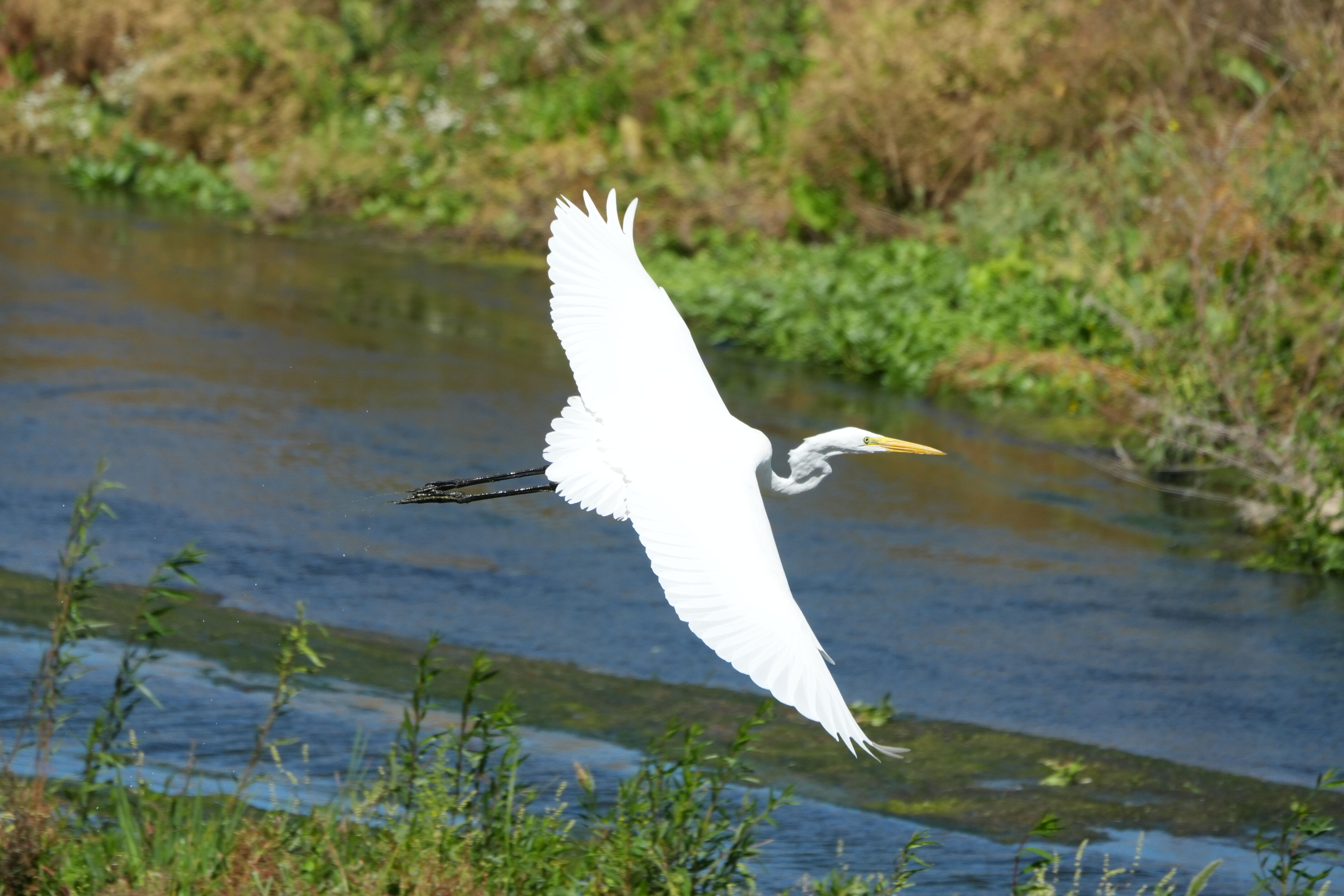 Great Egret