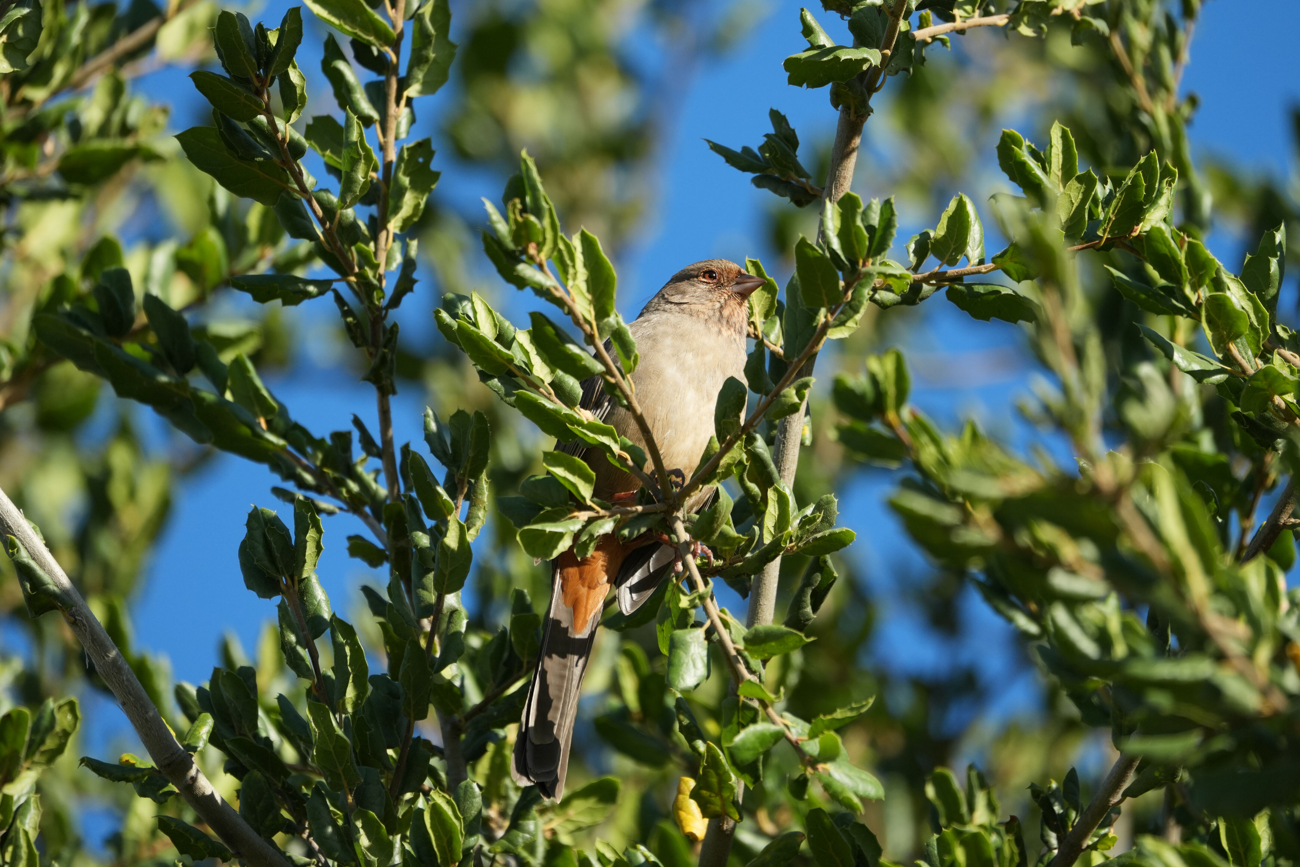 California Towhee