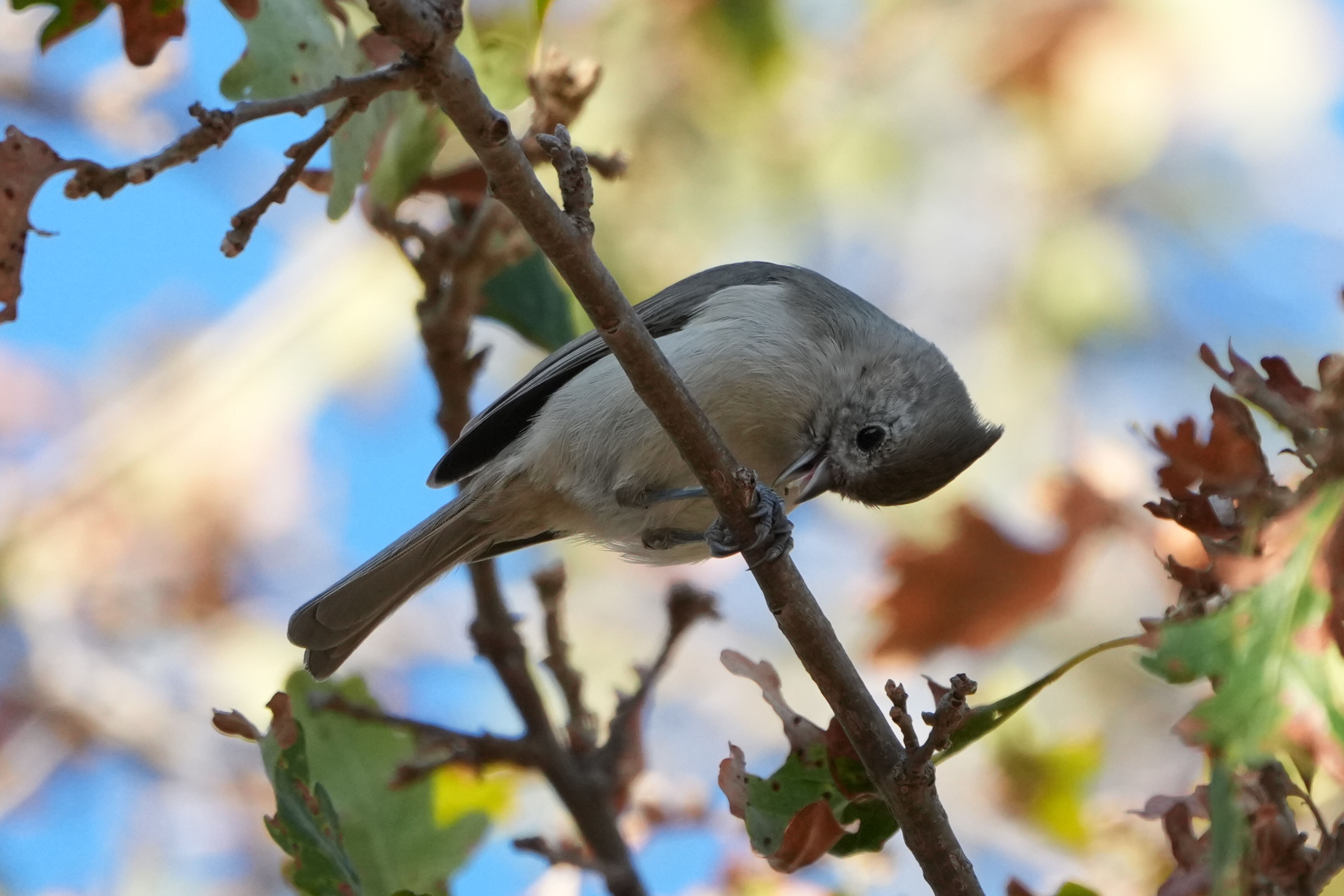 Oak Titmouse