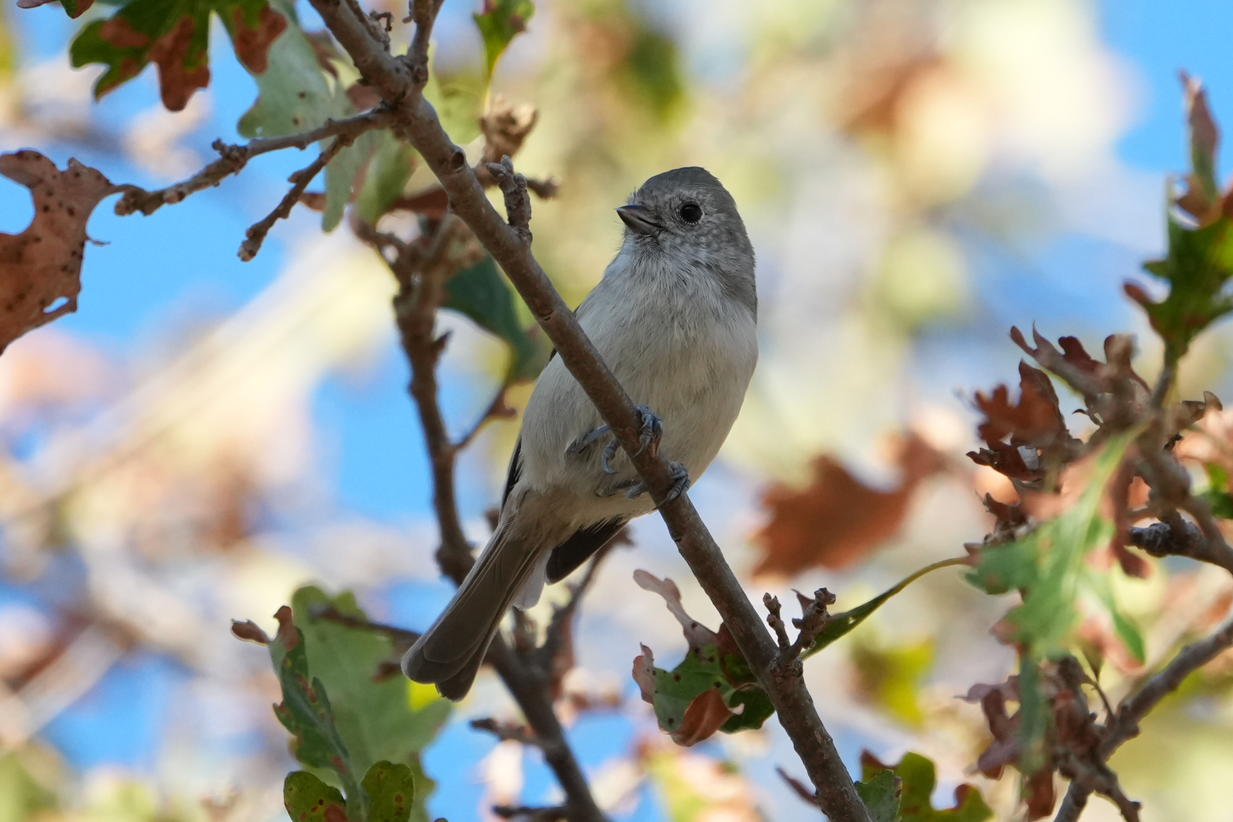 Oak Titmouse