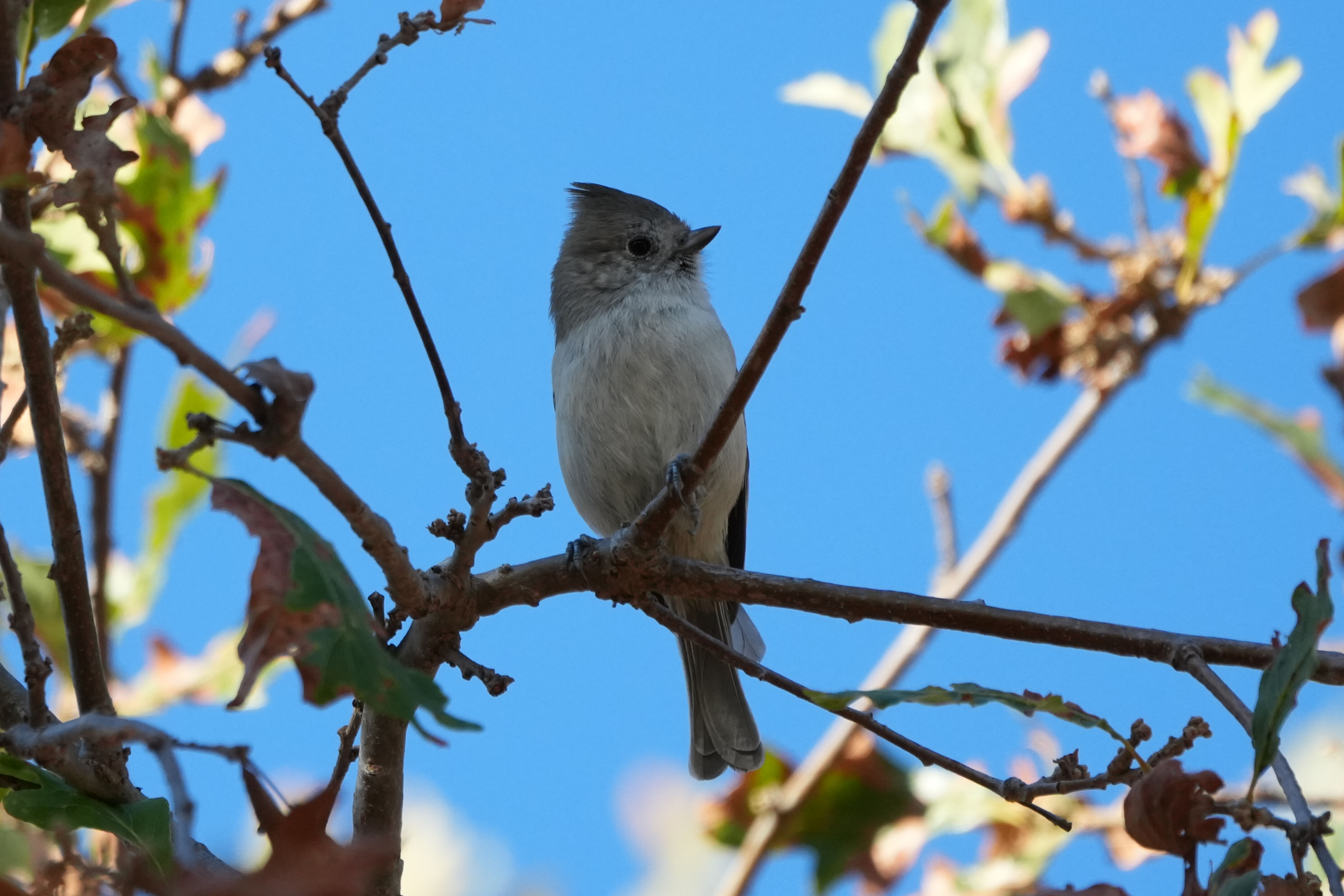 Oak Titmouse