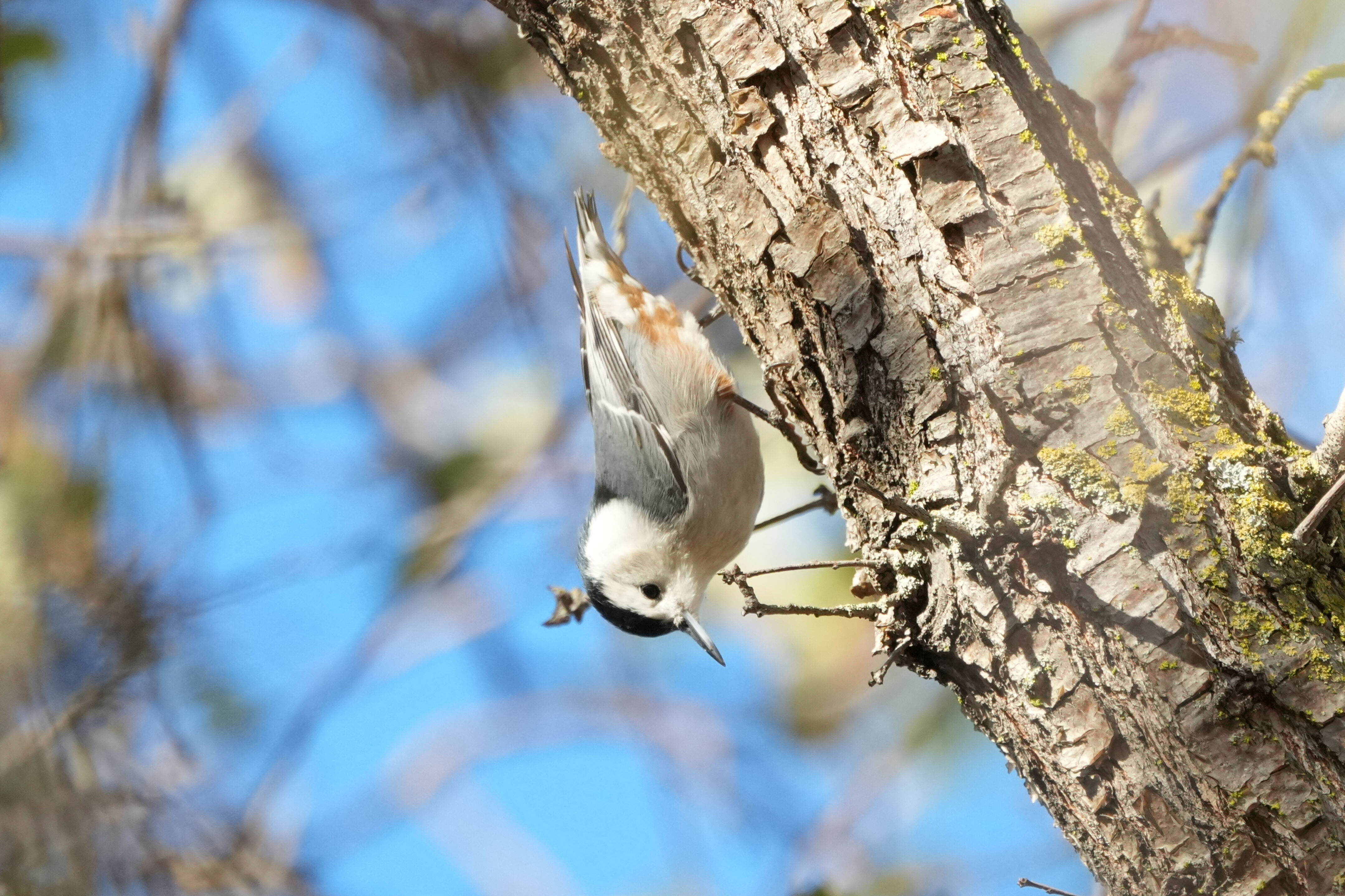 White-Breasted Nuthatch