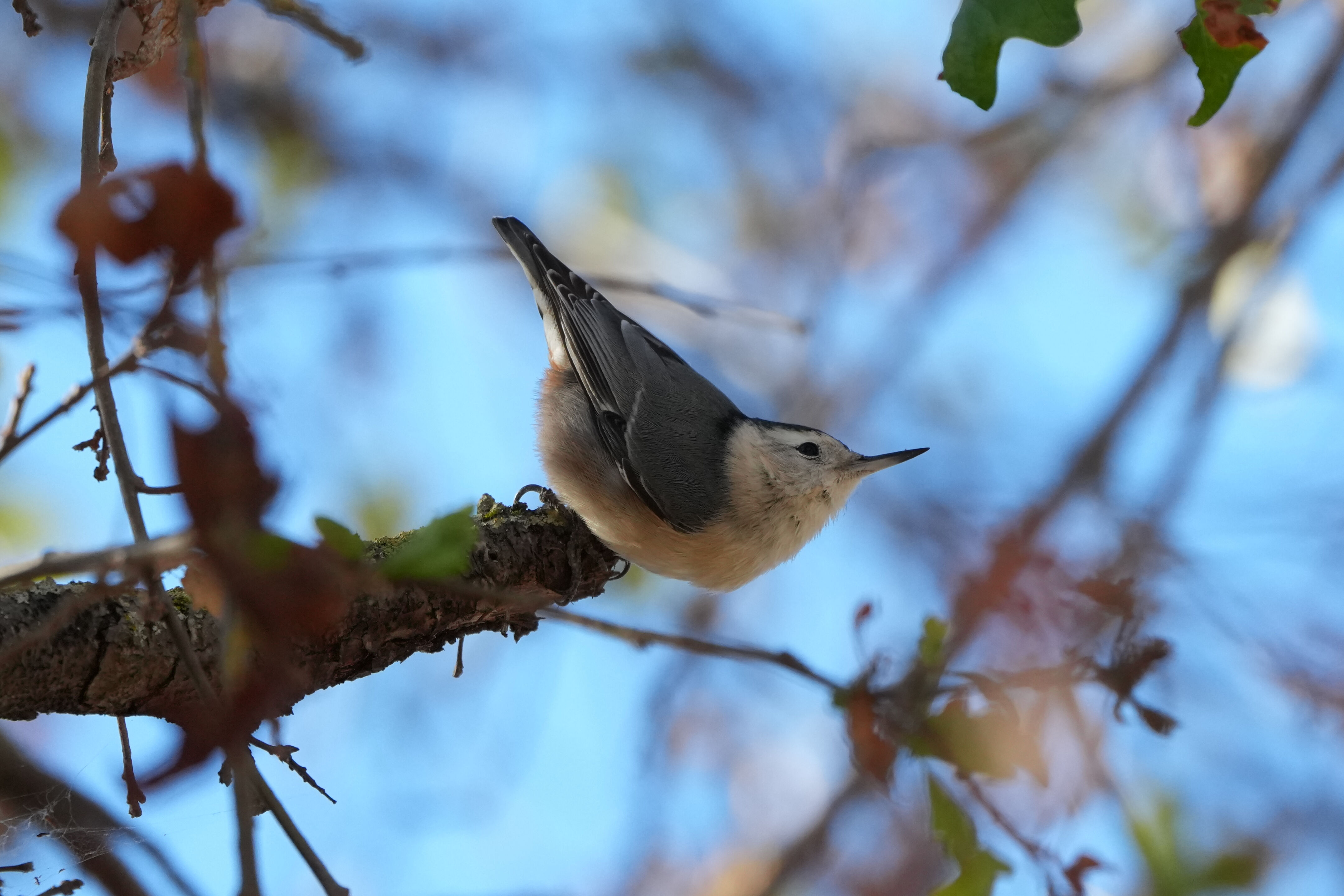 White-Breasted Nuthatch