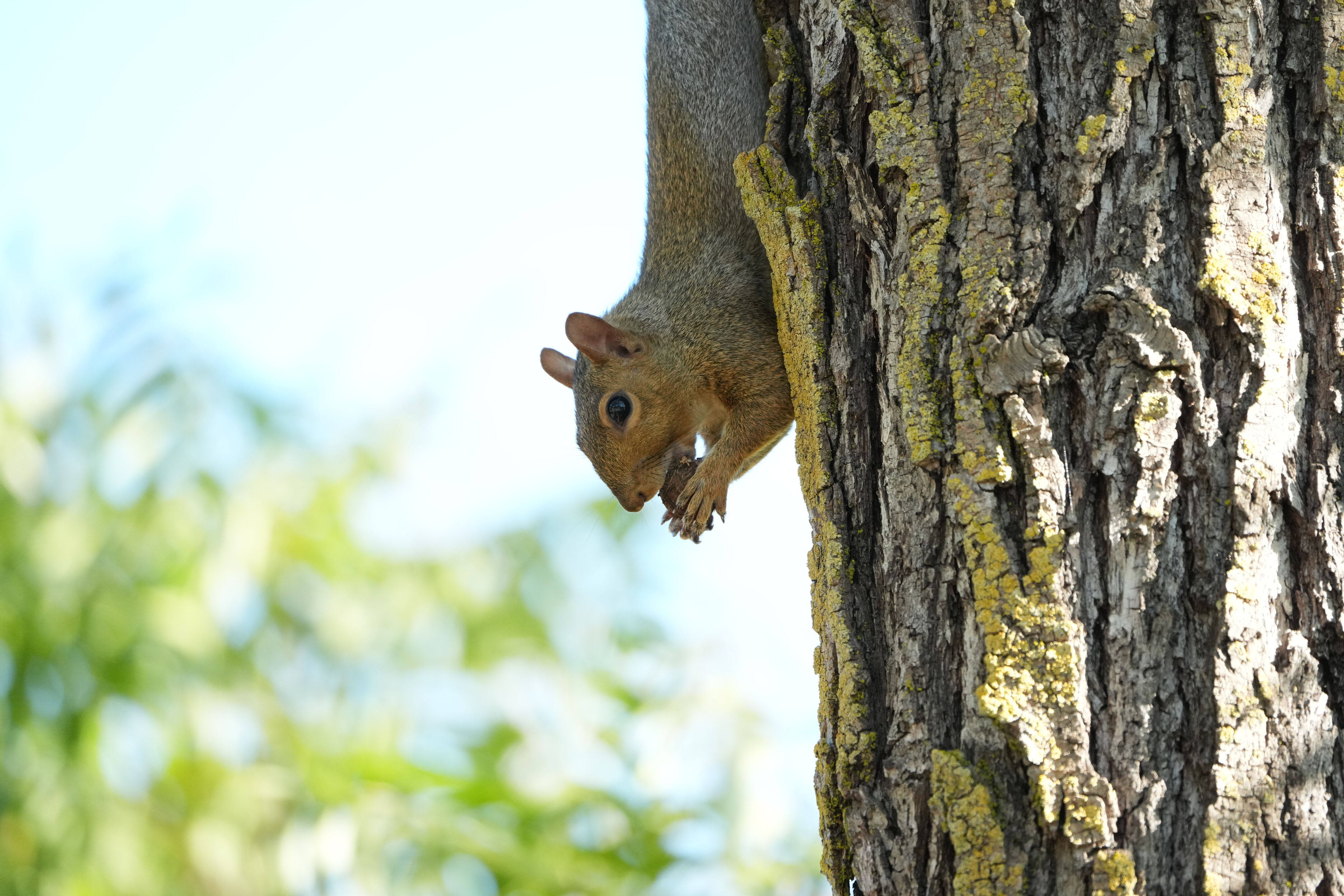 Eastern Gray Squirrel