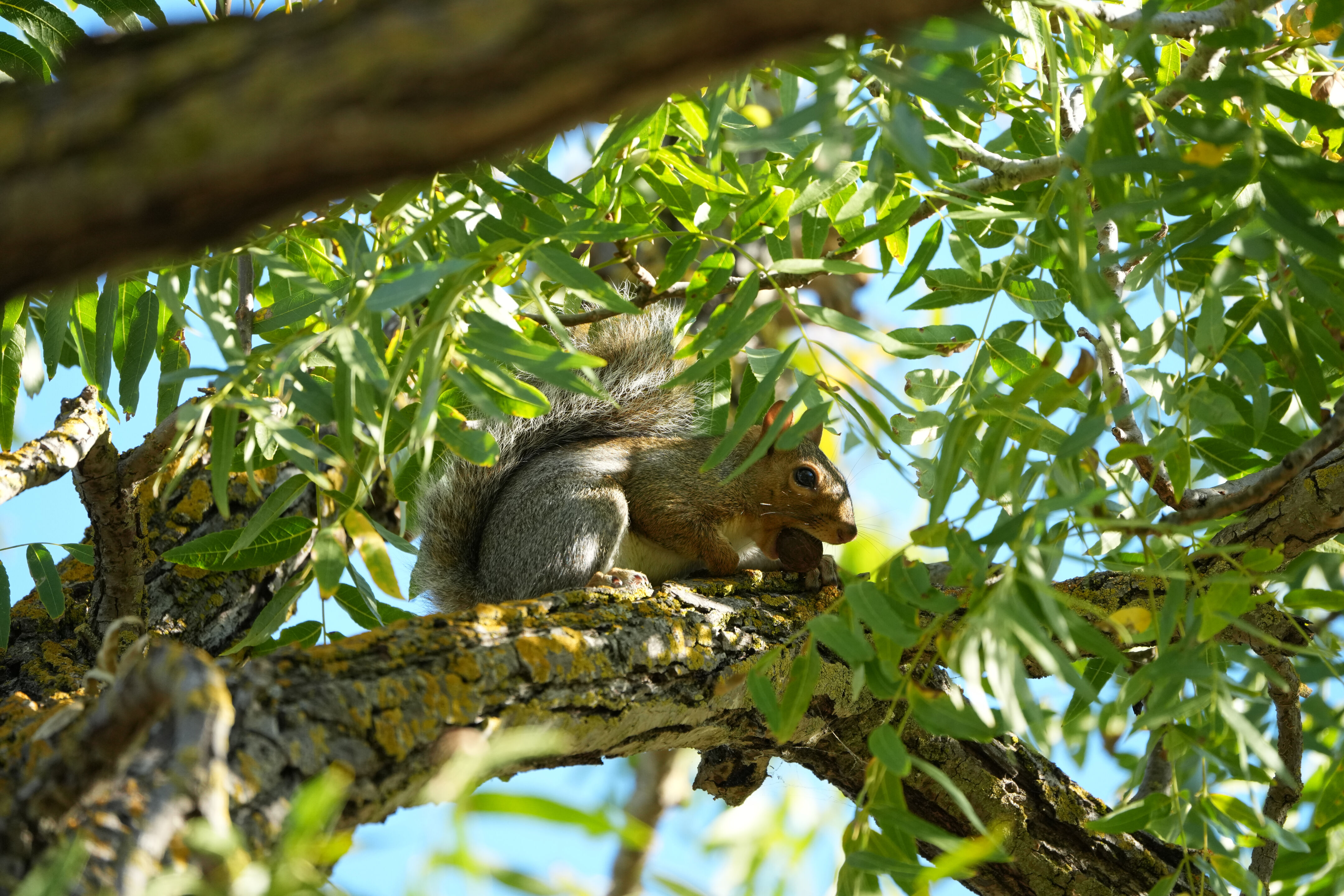Eastern Gray Squirrel