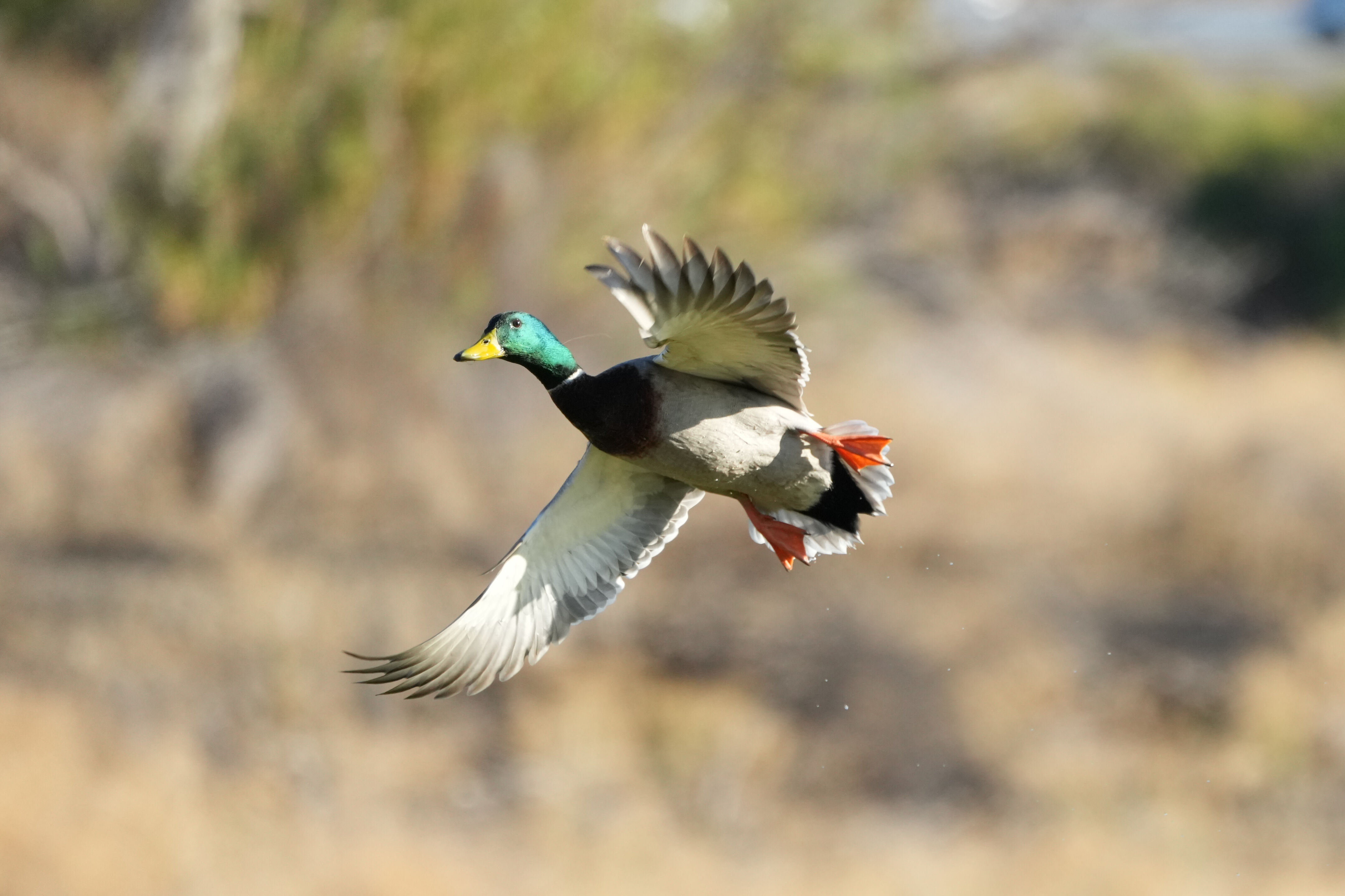 Mallard