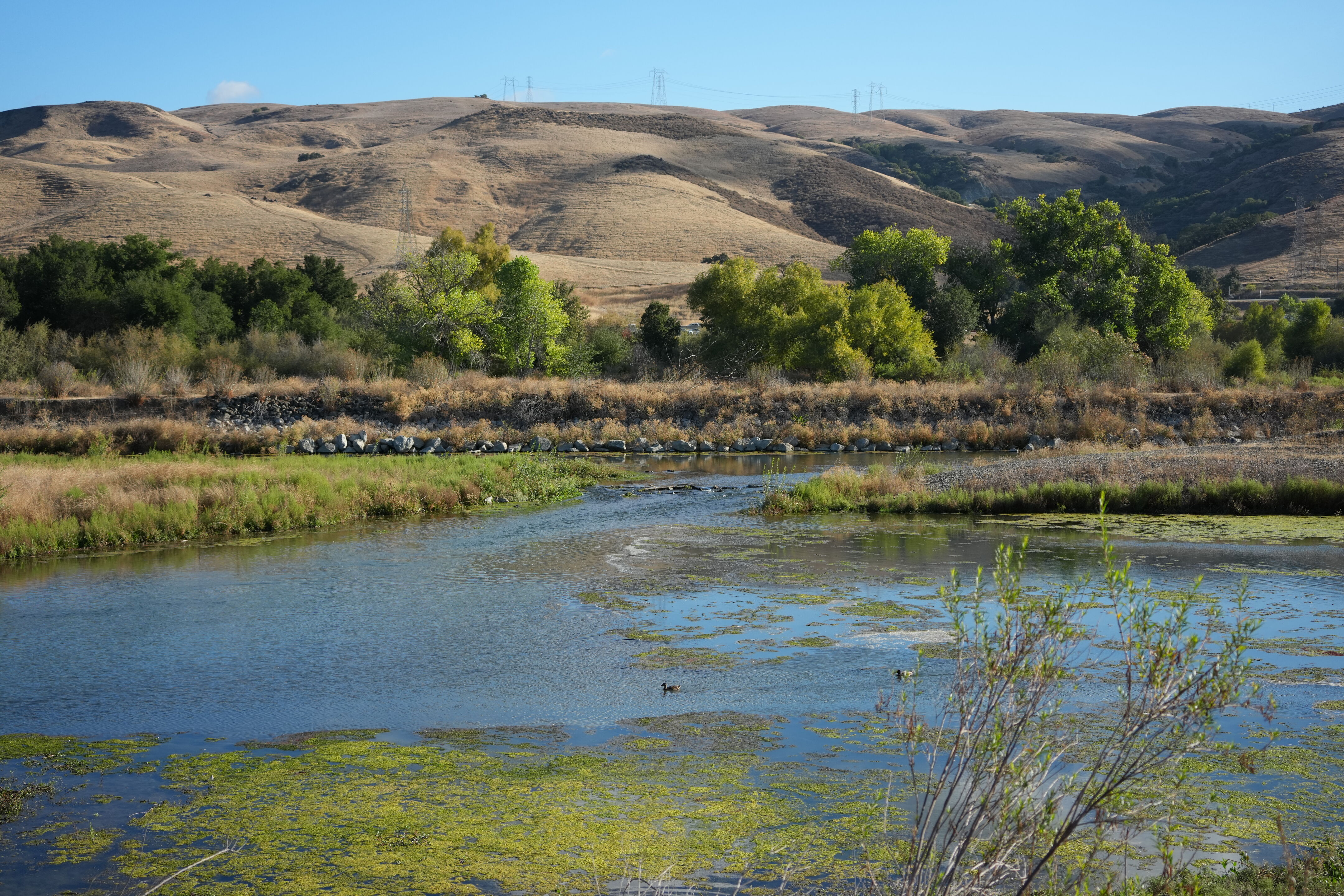 Coyote Creek