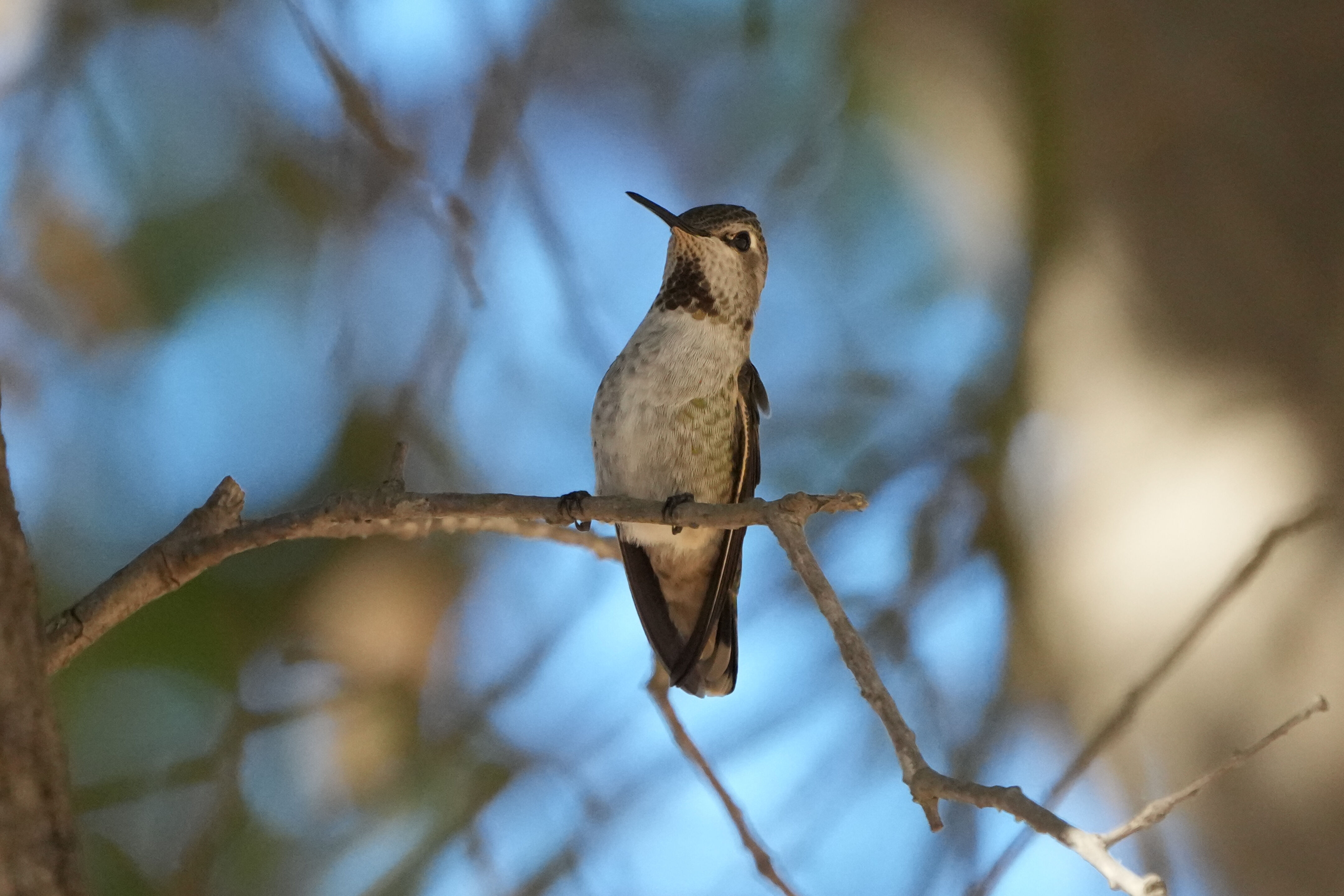 Black-Chinned Hummingbird