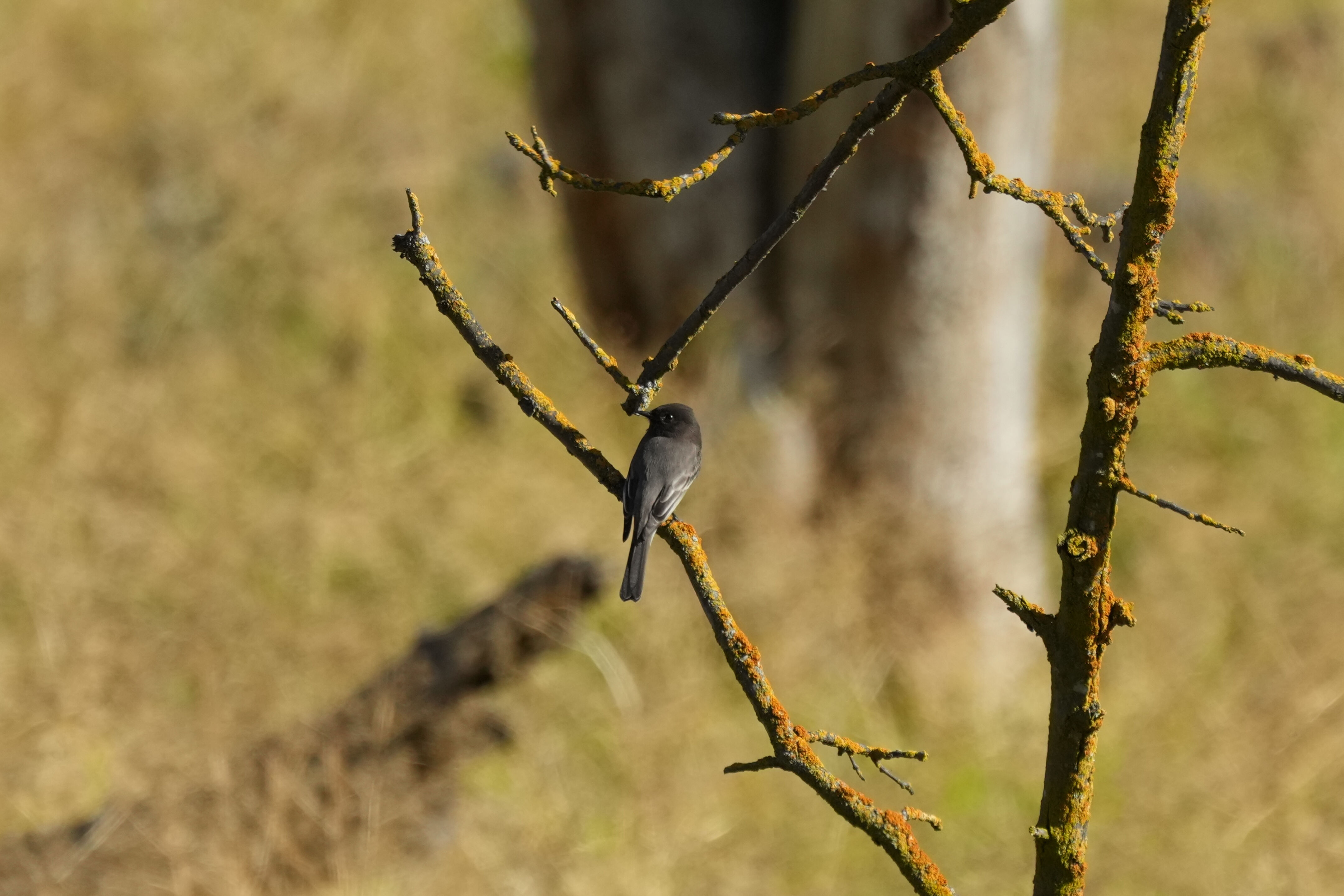 Black Phoebe