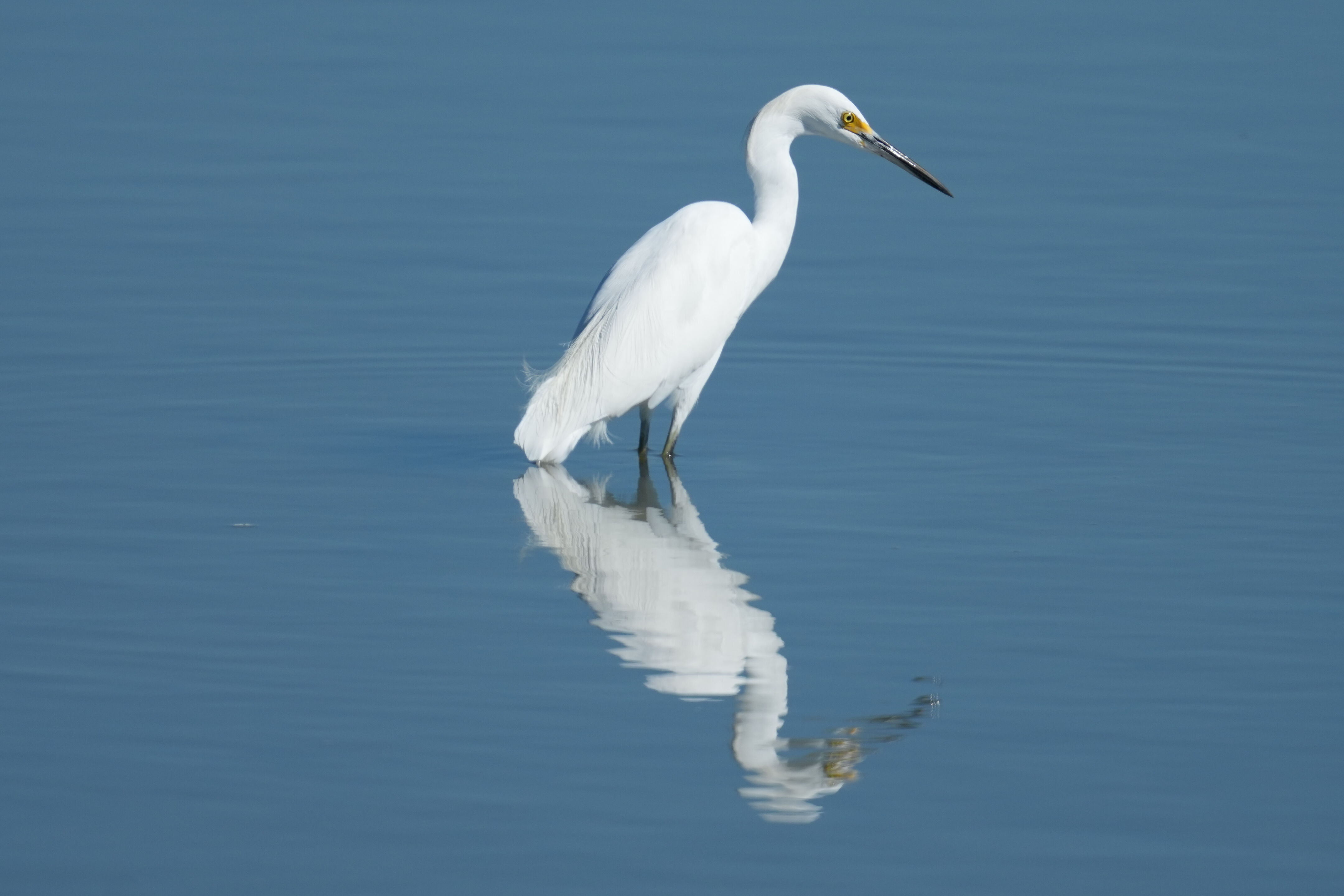Snowy Egret