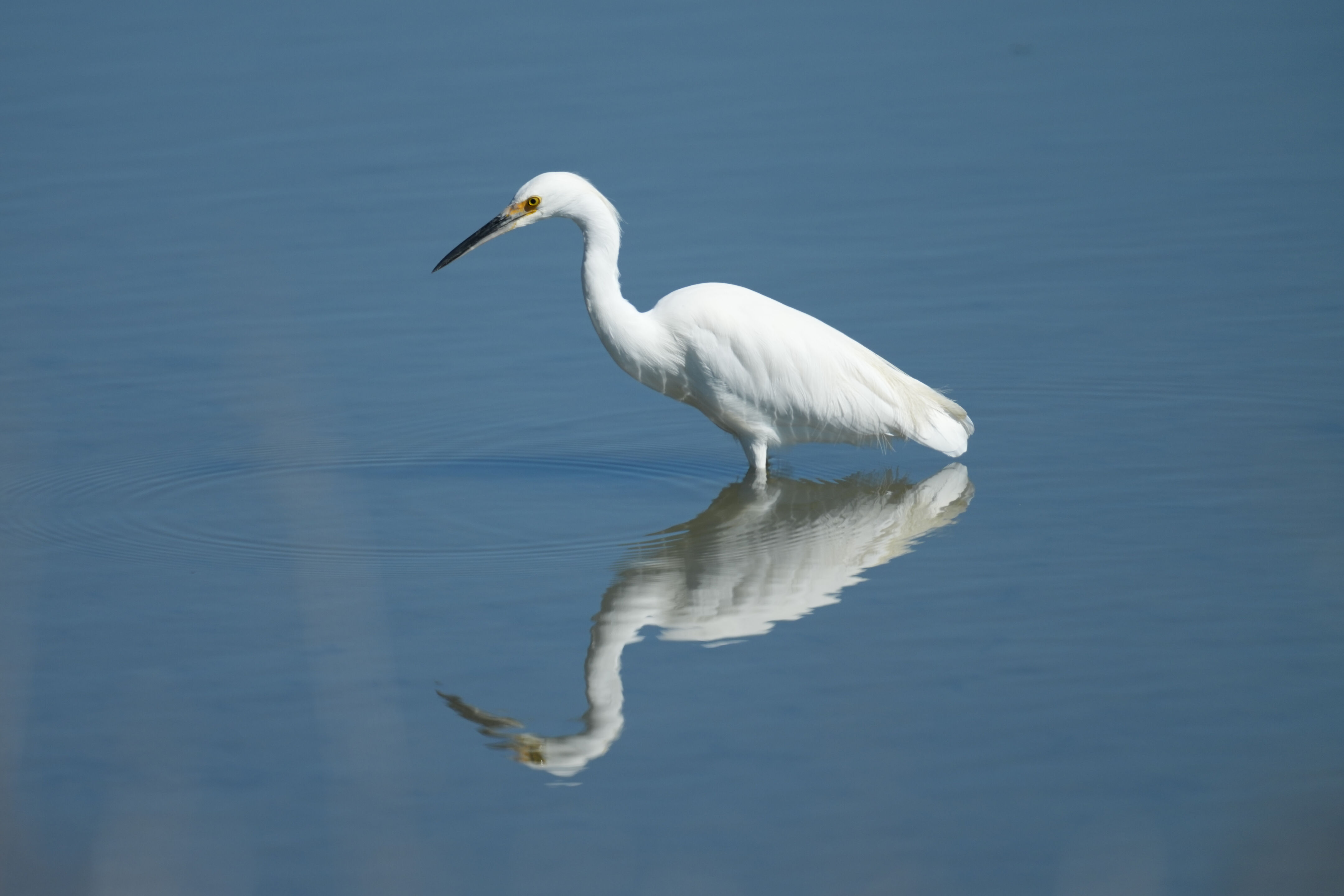Snowy Egret