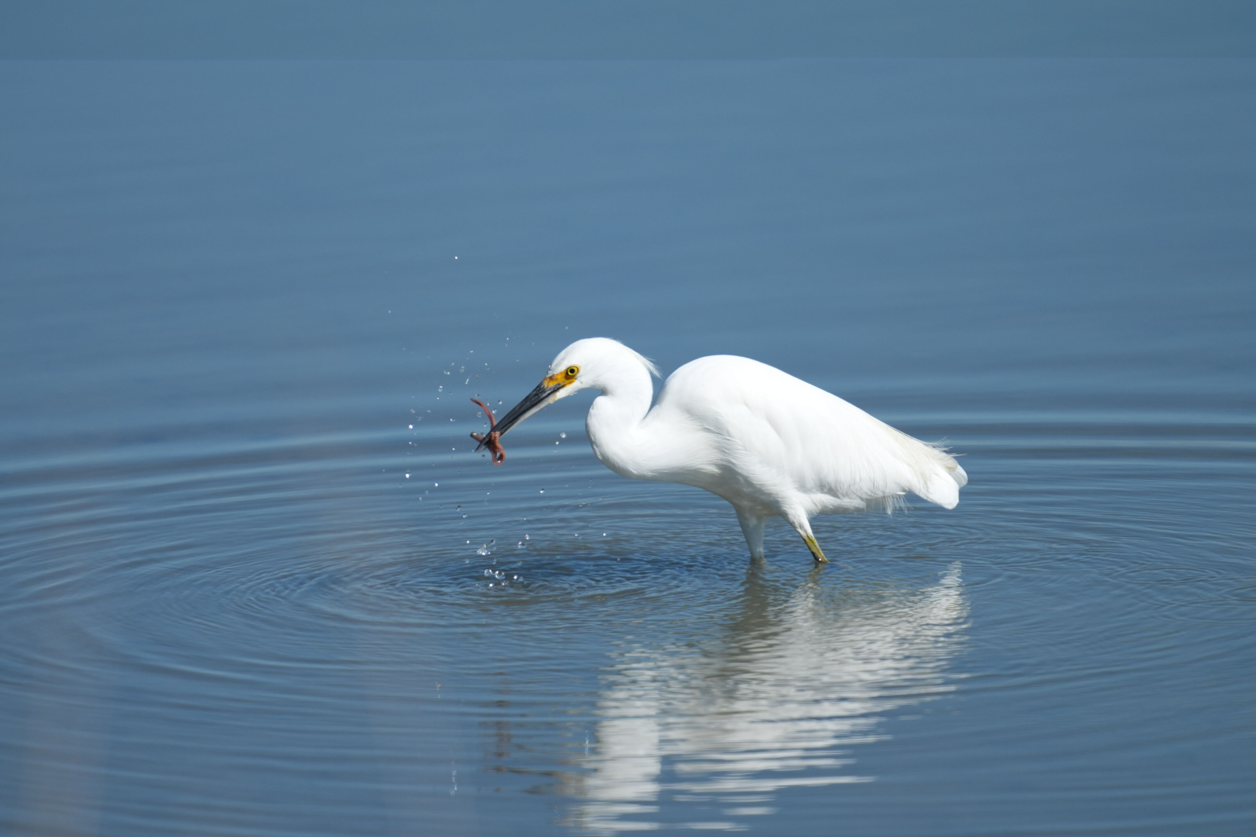 Snowy Egret Catching Lugworm