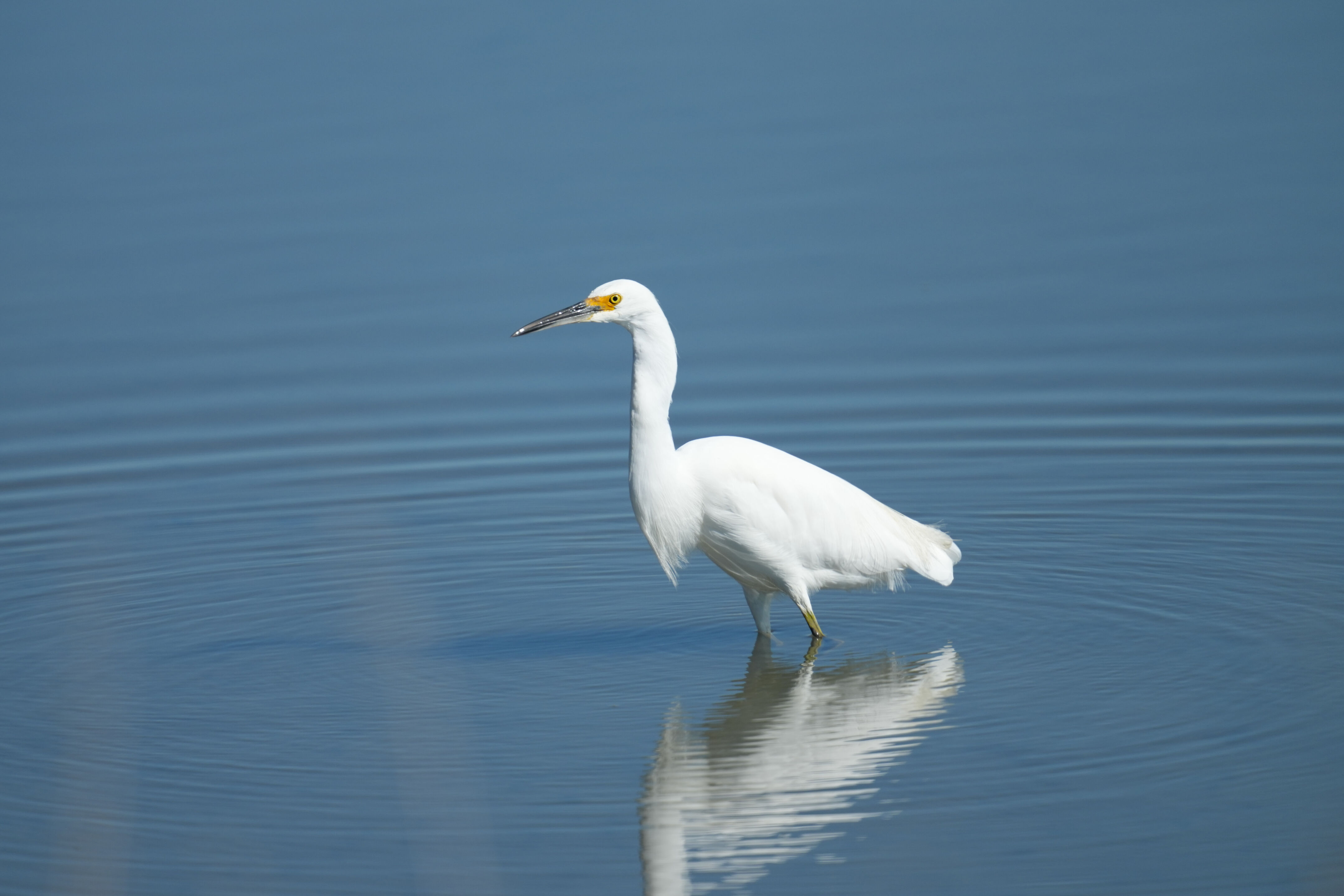 Snowy Egret
