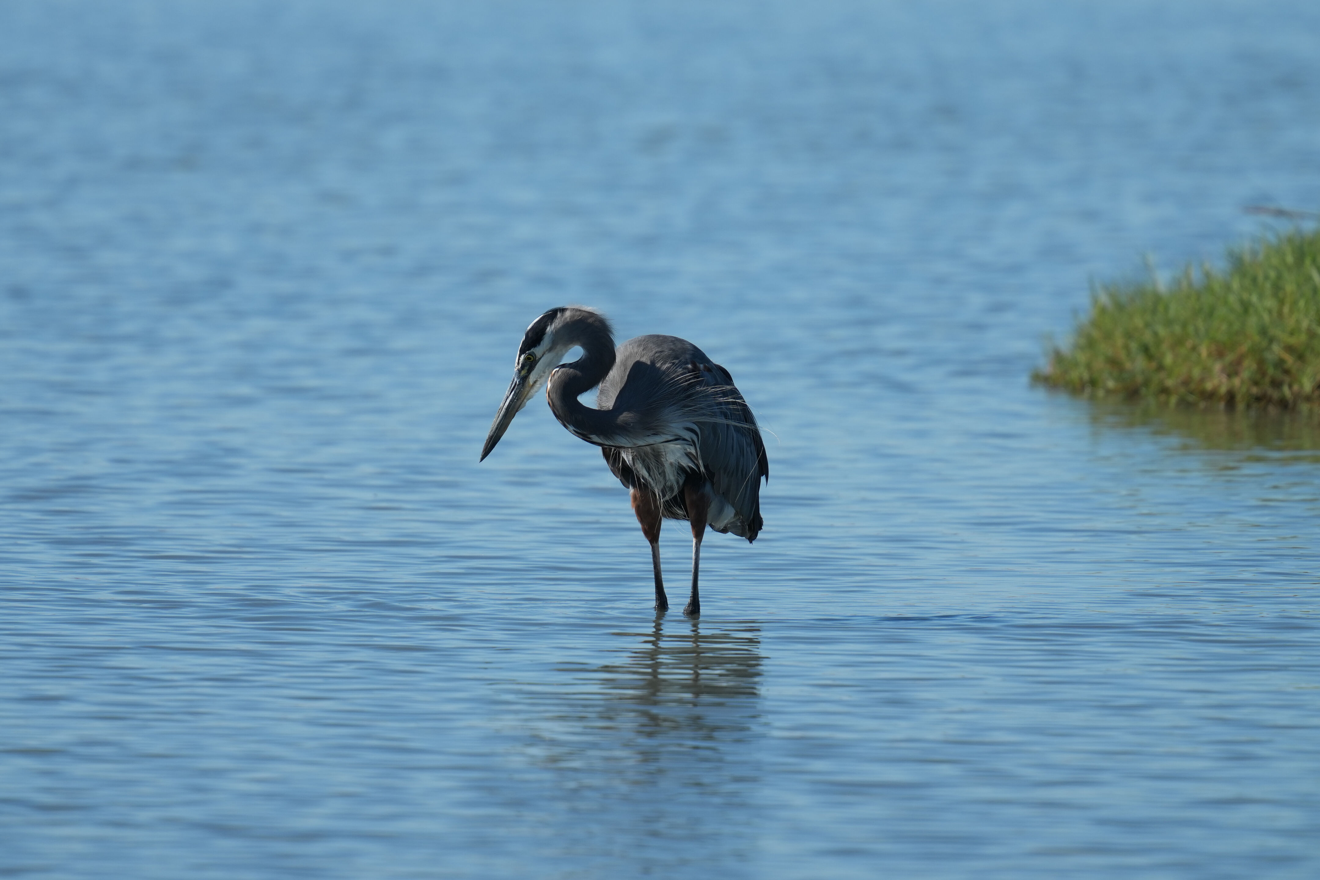 Great Blue Heron
