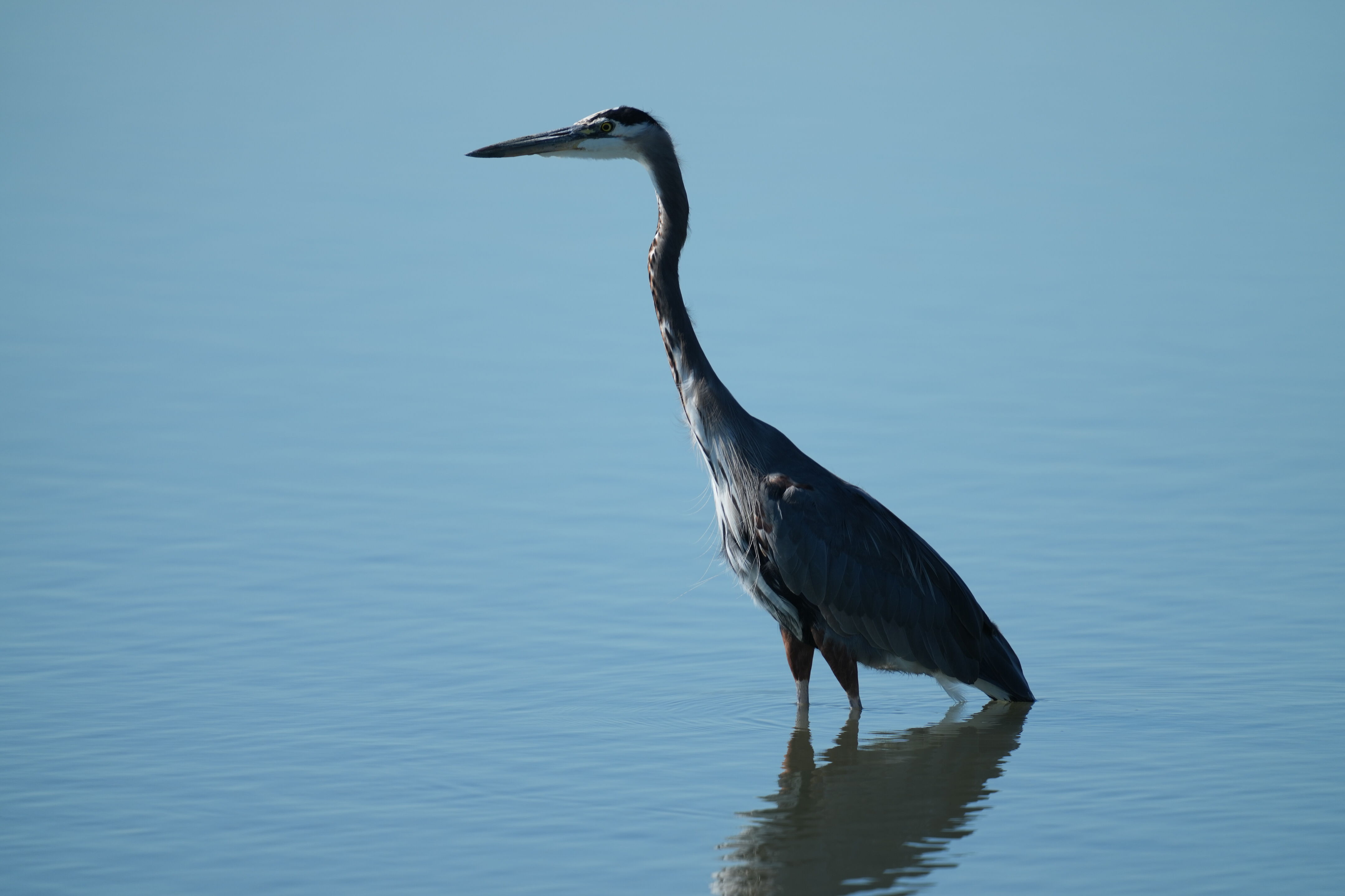 Great Blue Heron