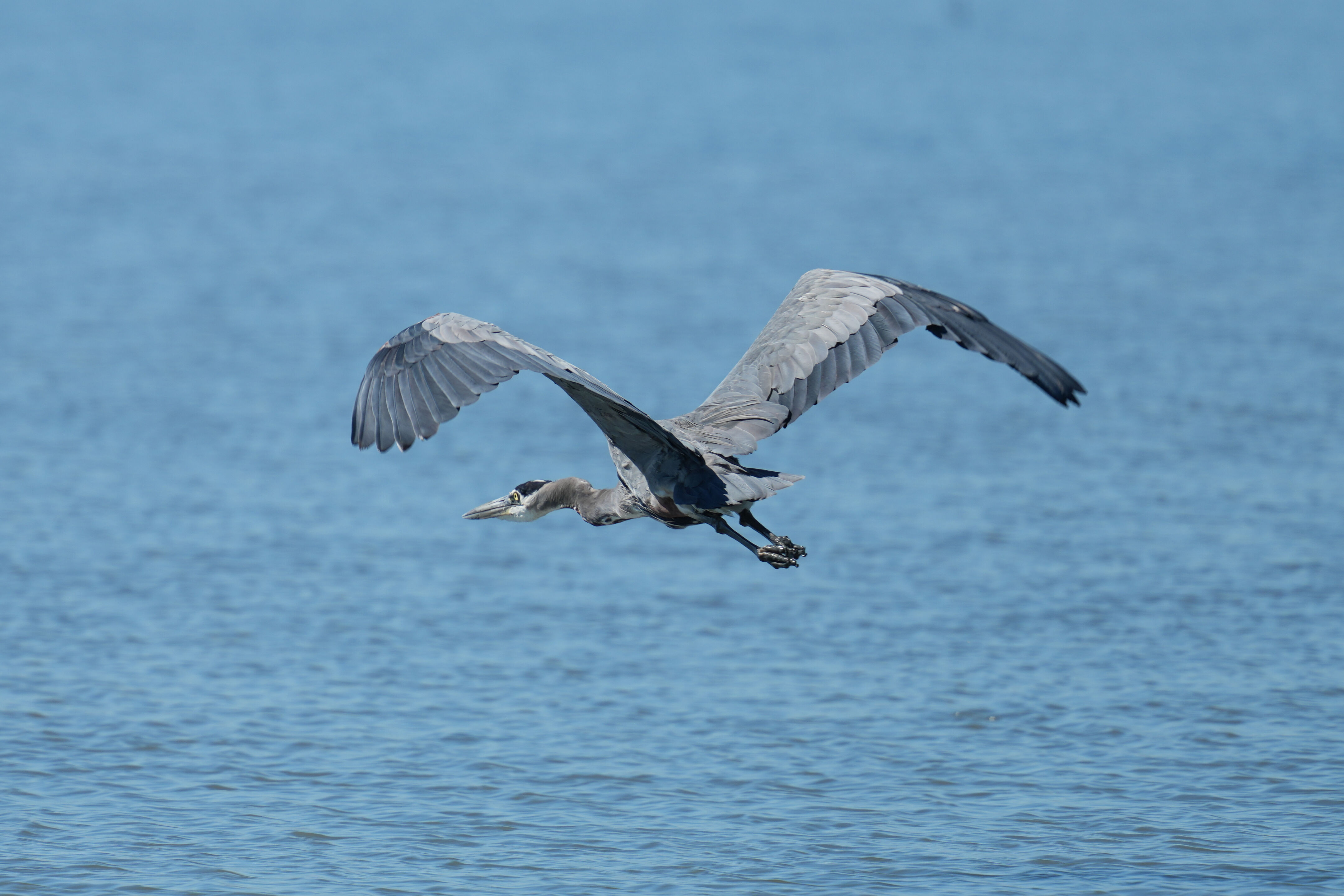 Great Blue Heron