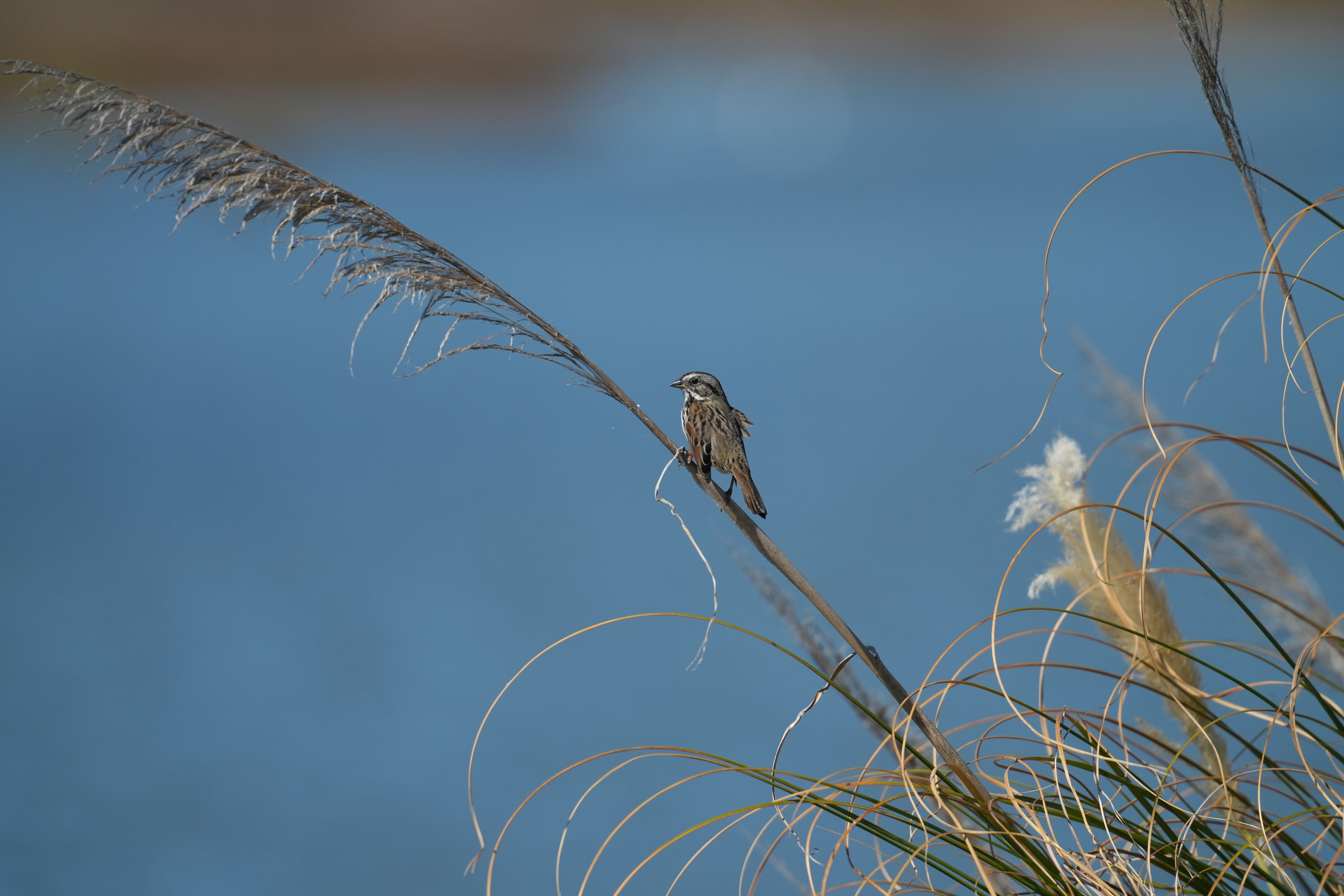 Song Sparrow