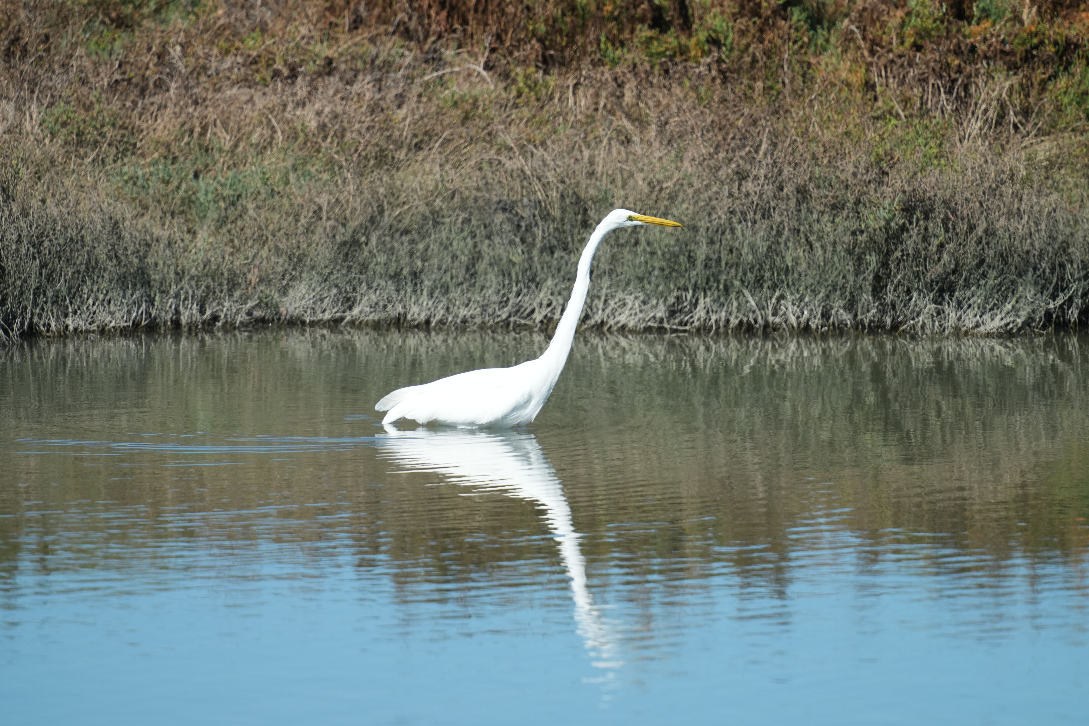 Great Egret