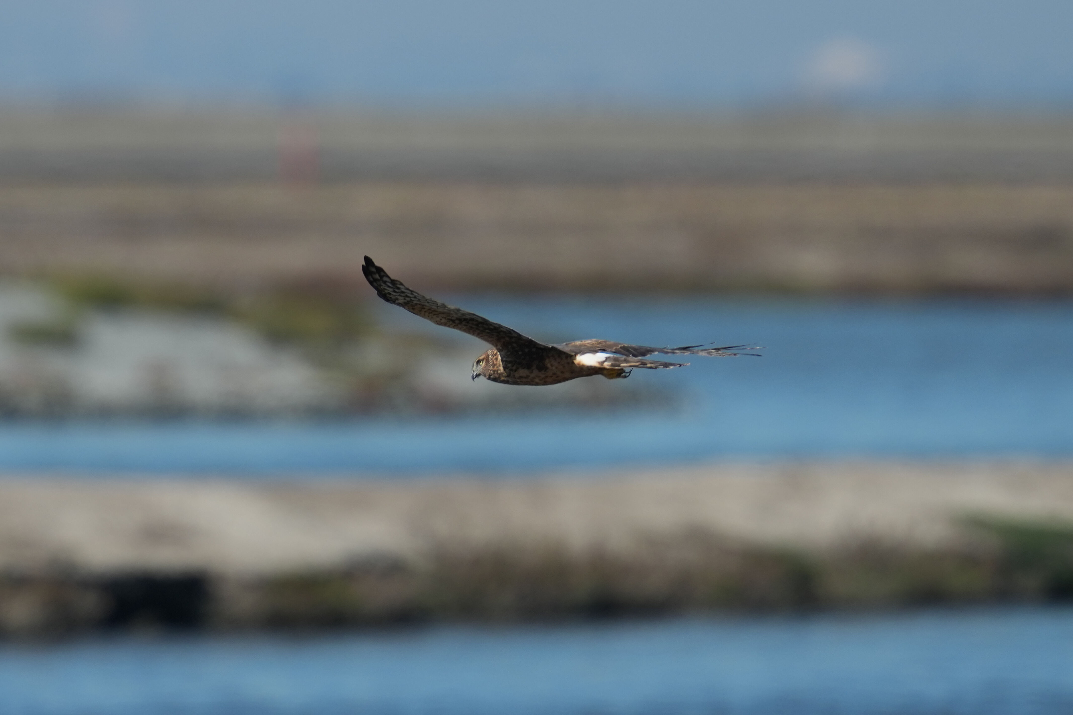Northern Harrier