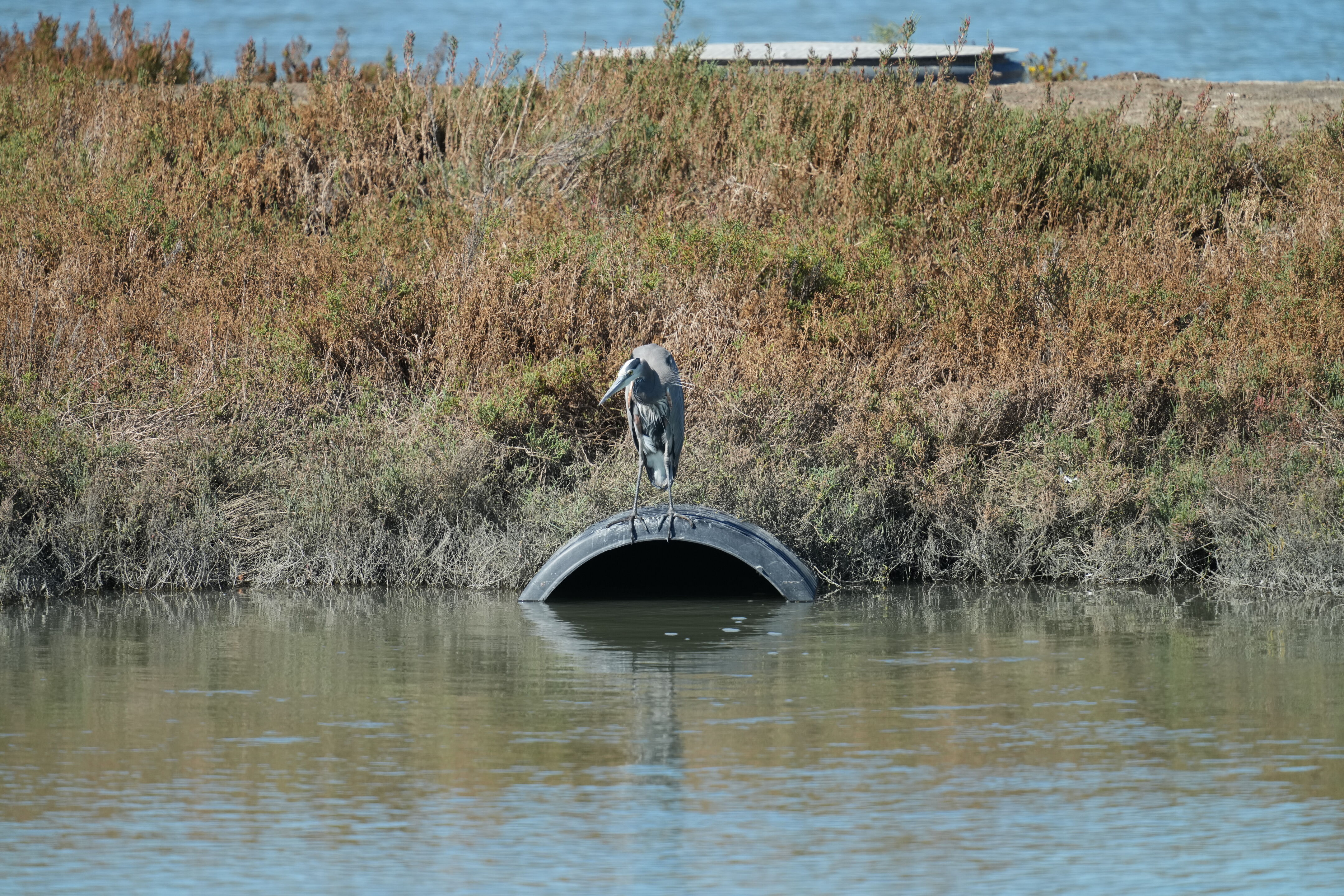 Great Blue Heron
