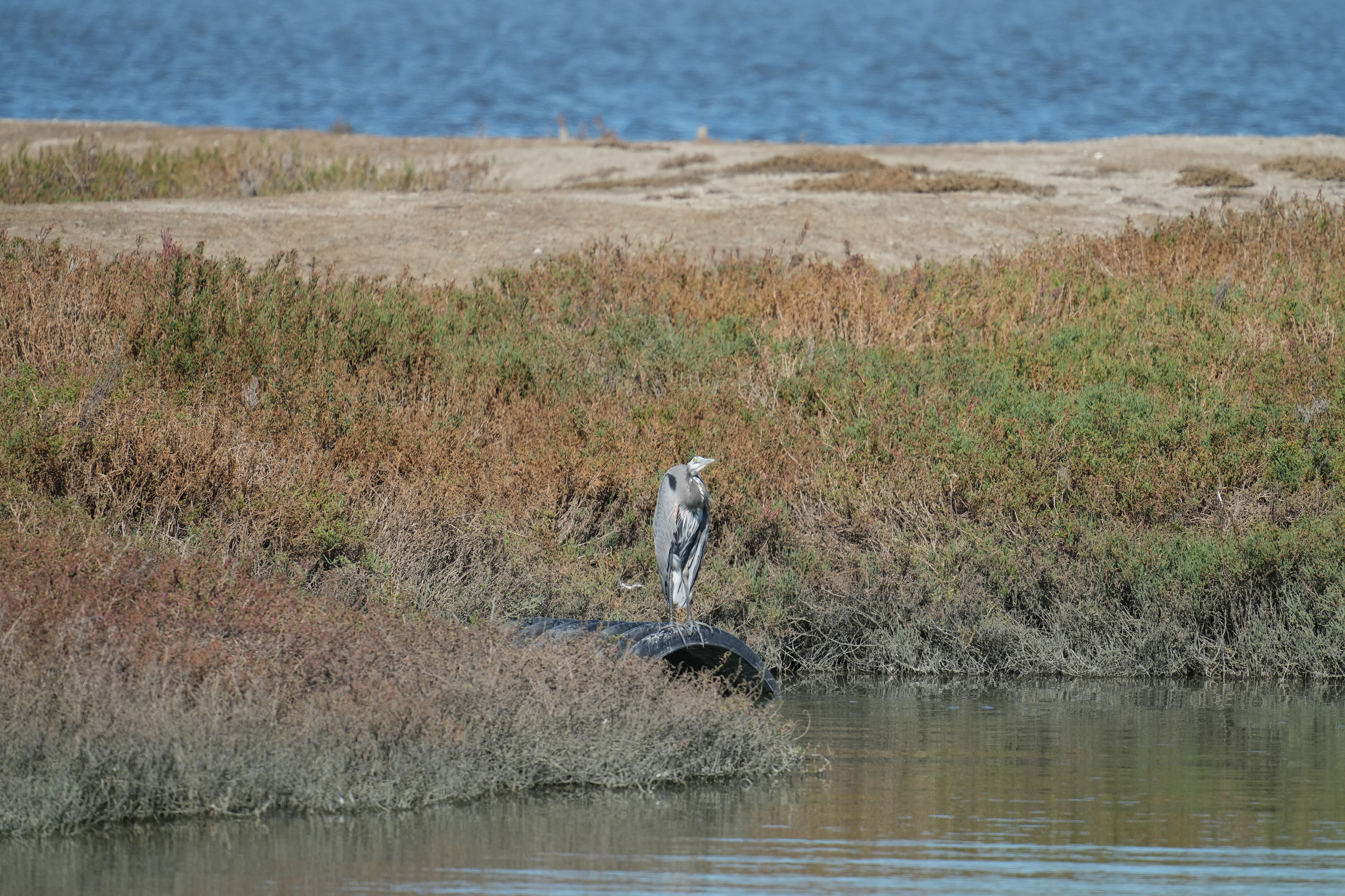Great Blue Heron