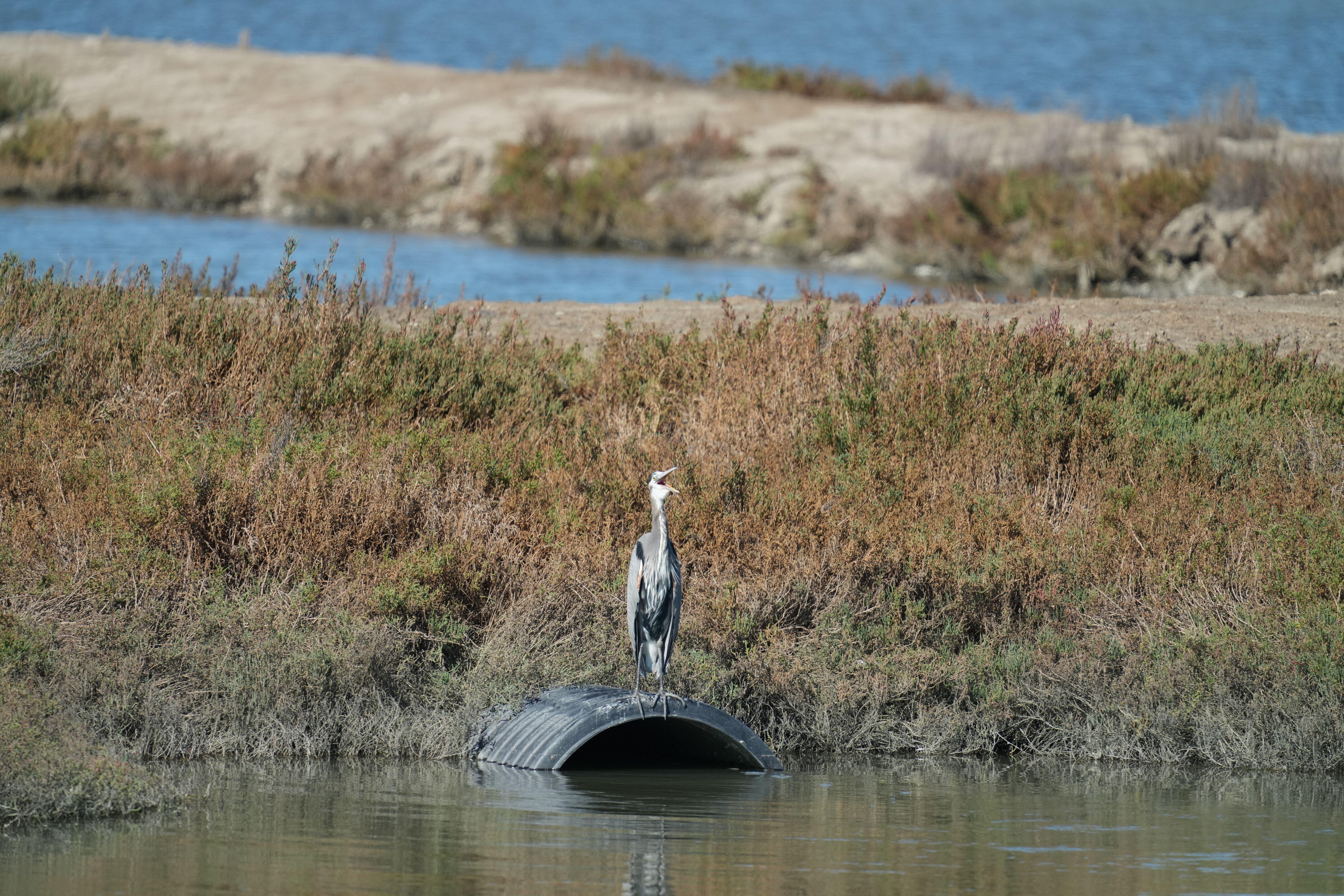 Great Blue Heron