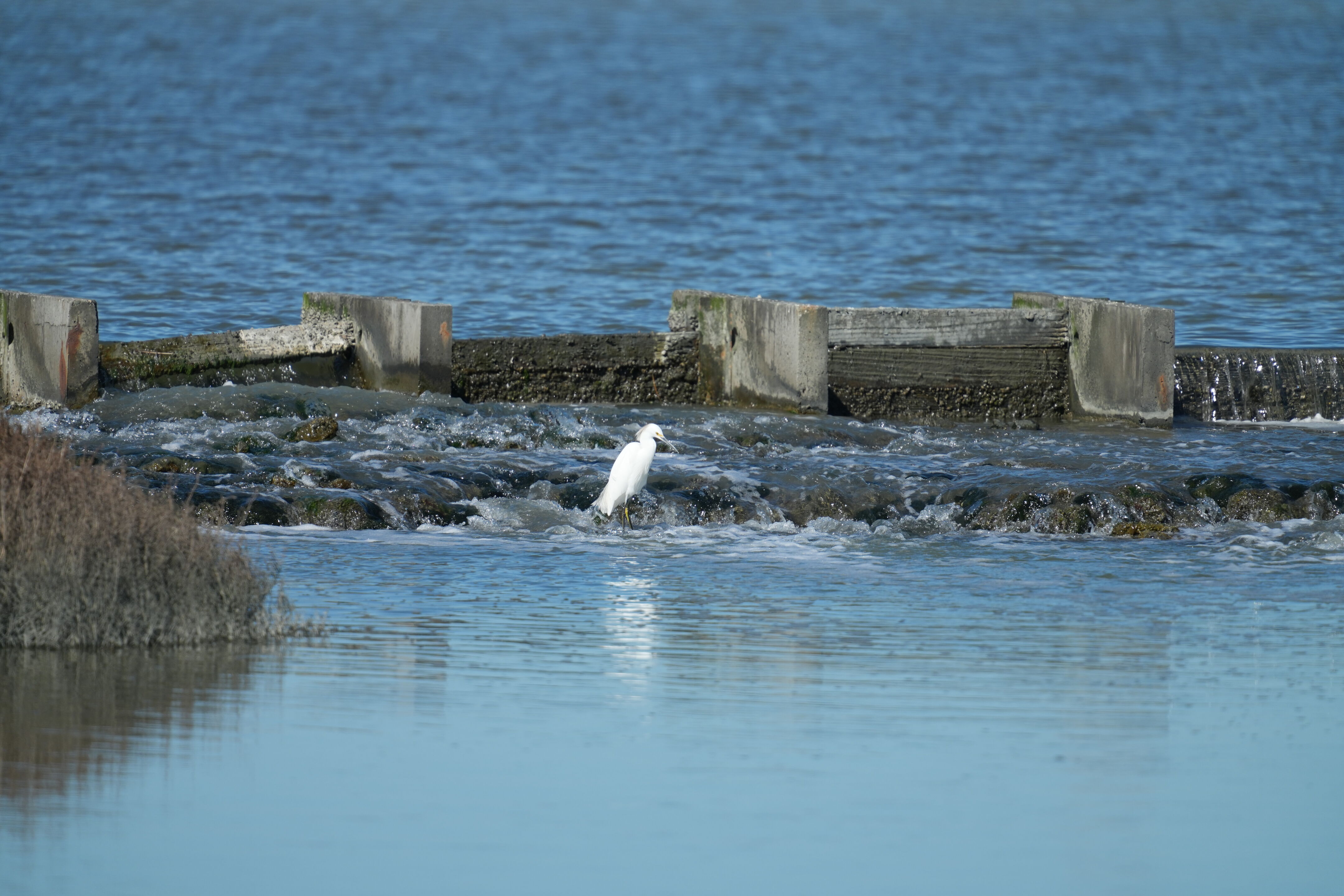 Snowy Egret