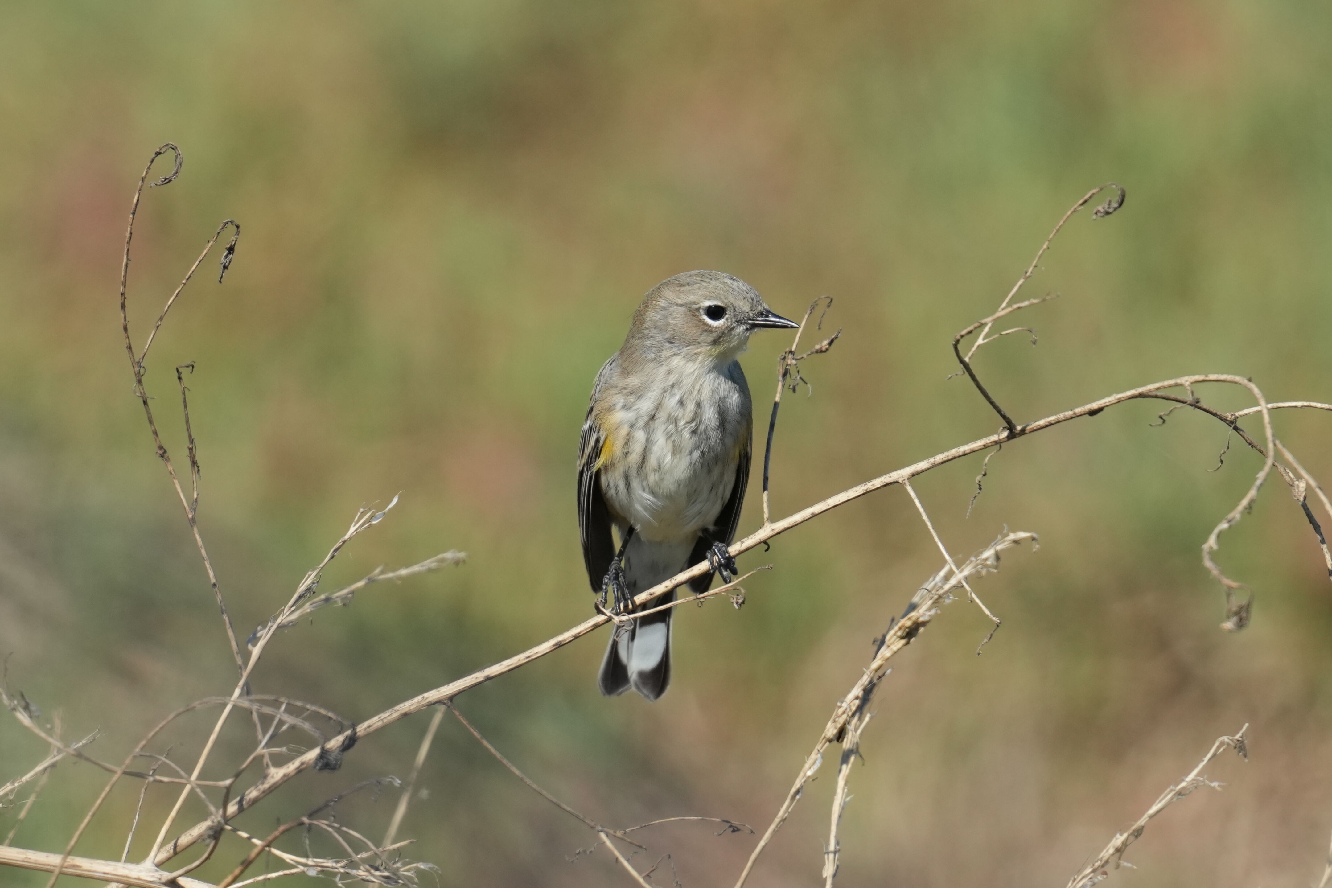 Yellow-Rumped Warbler