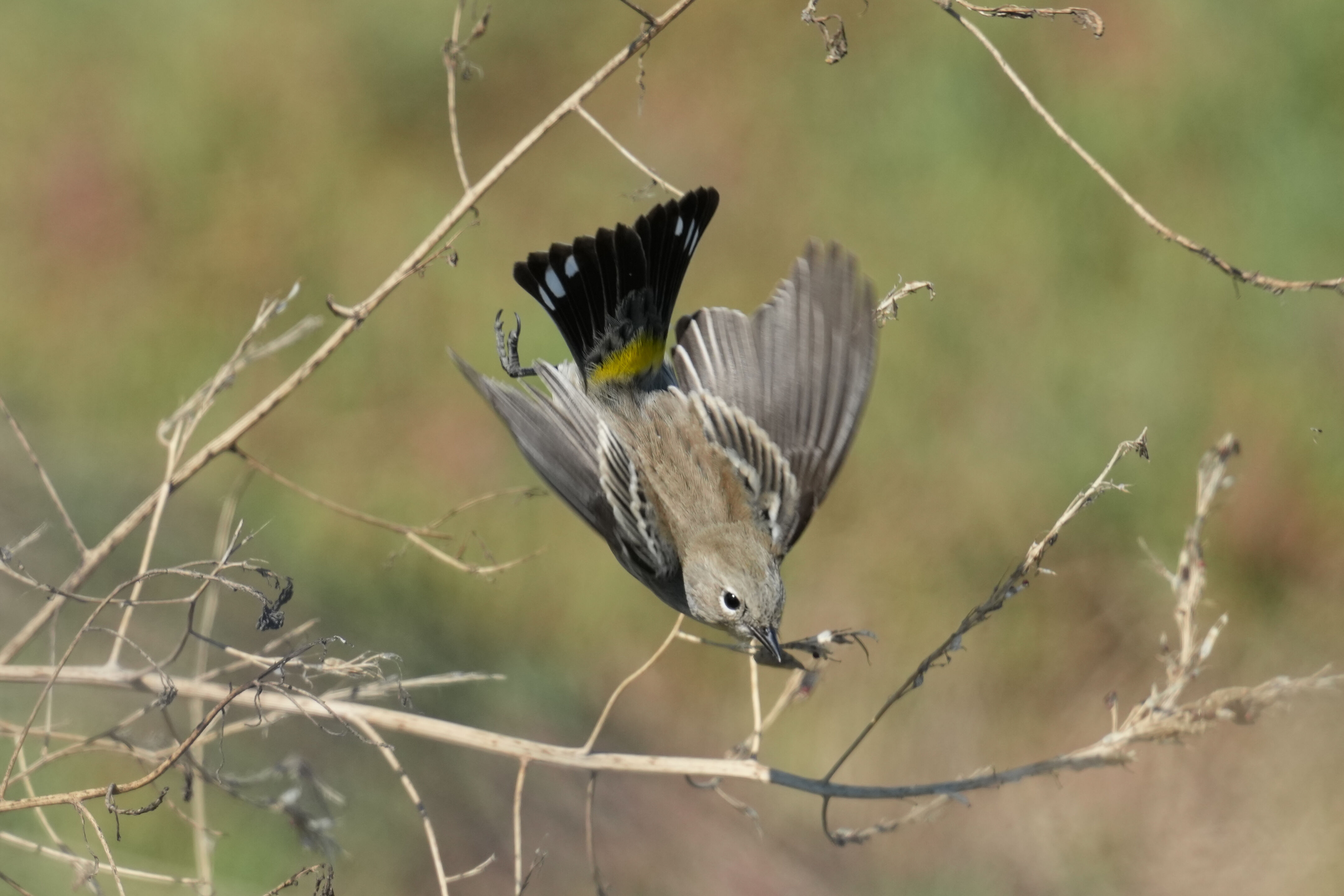 Yellow-Rumped Warbler