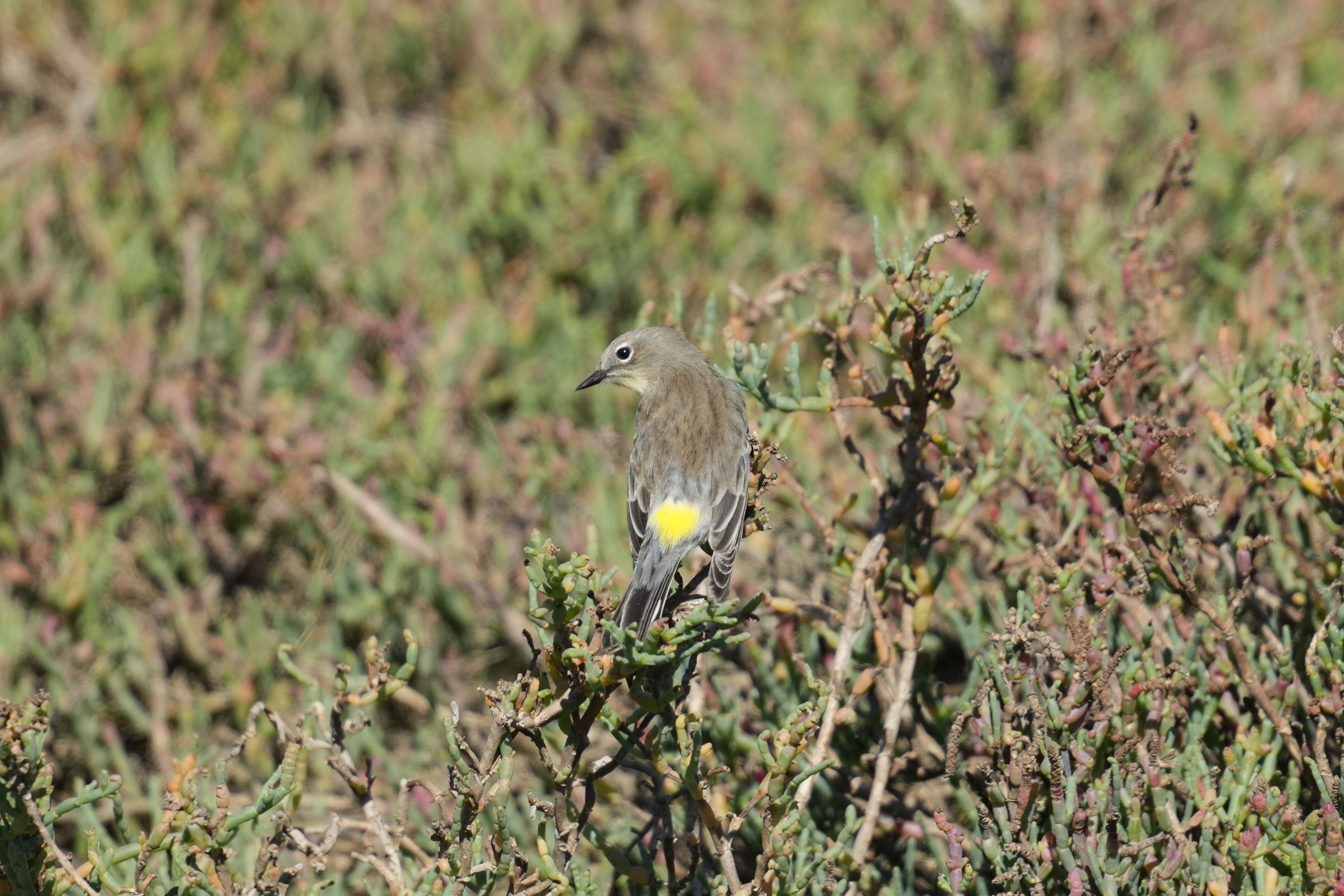 Yellow-Rumped Warbler
