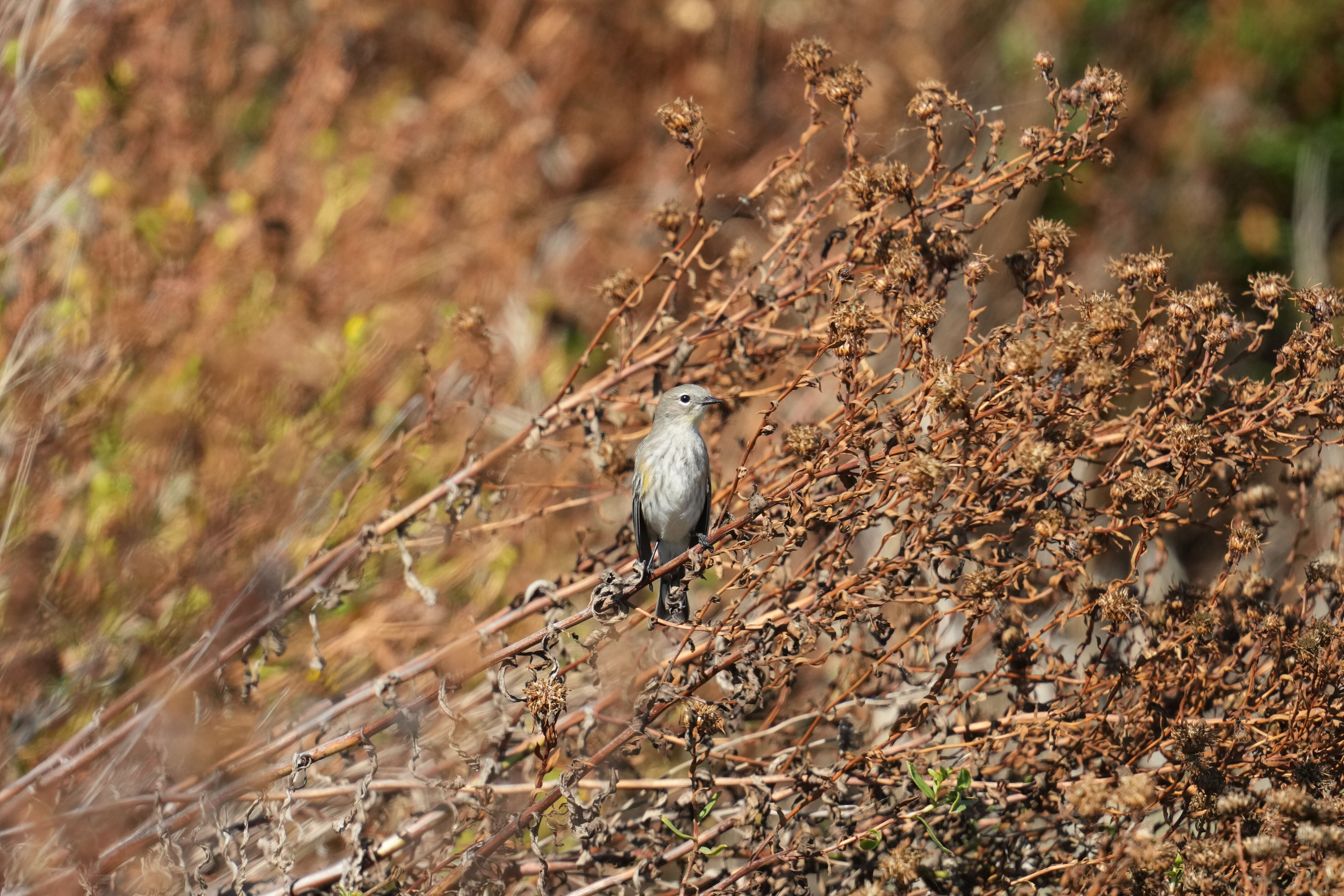 Yellow-Rumped Warbler