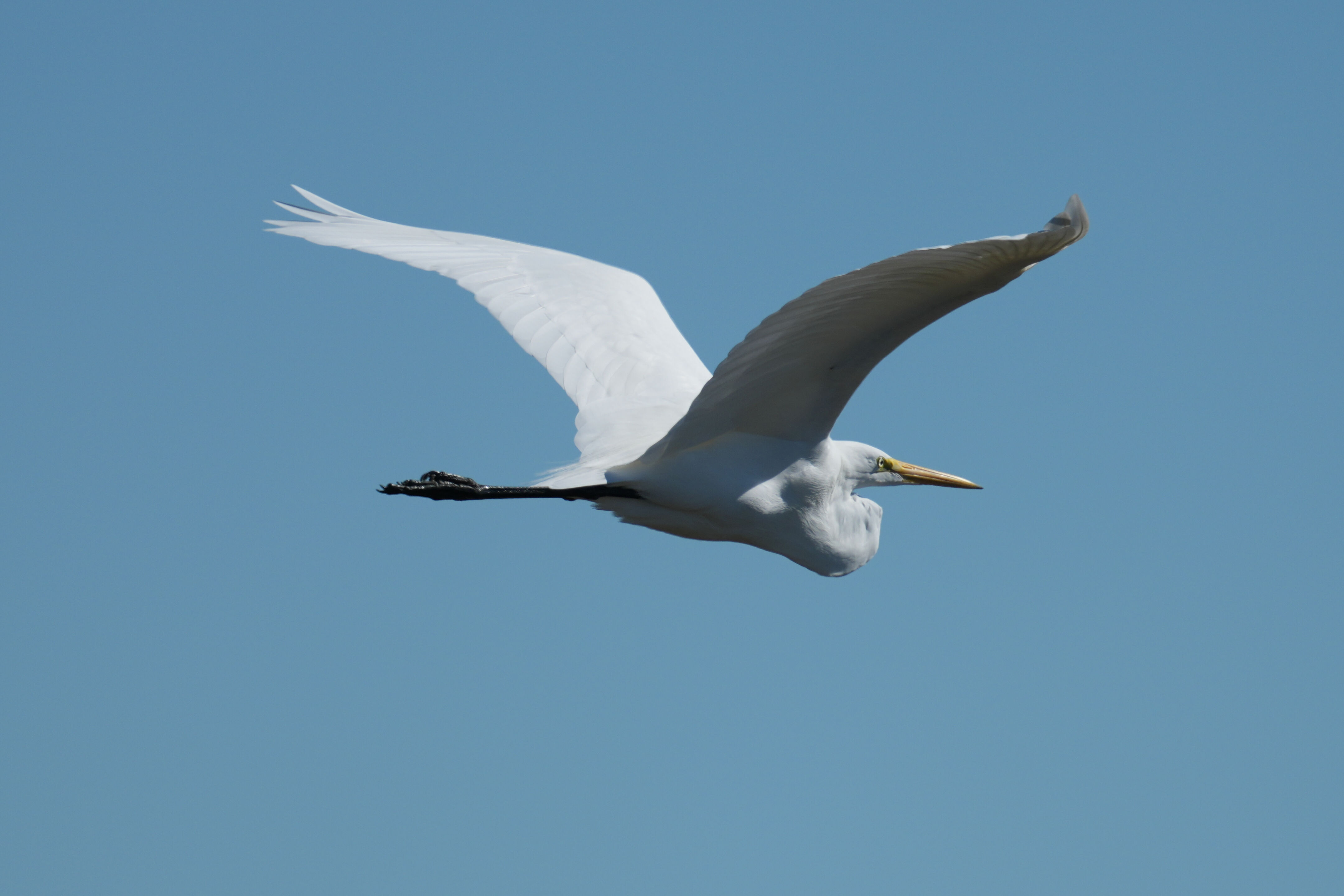 Great Egret
