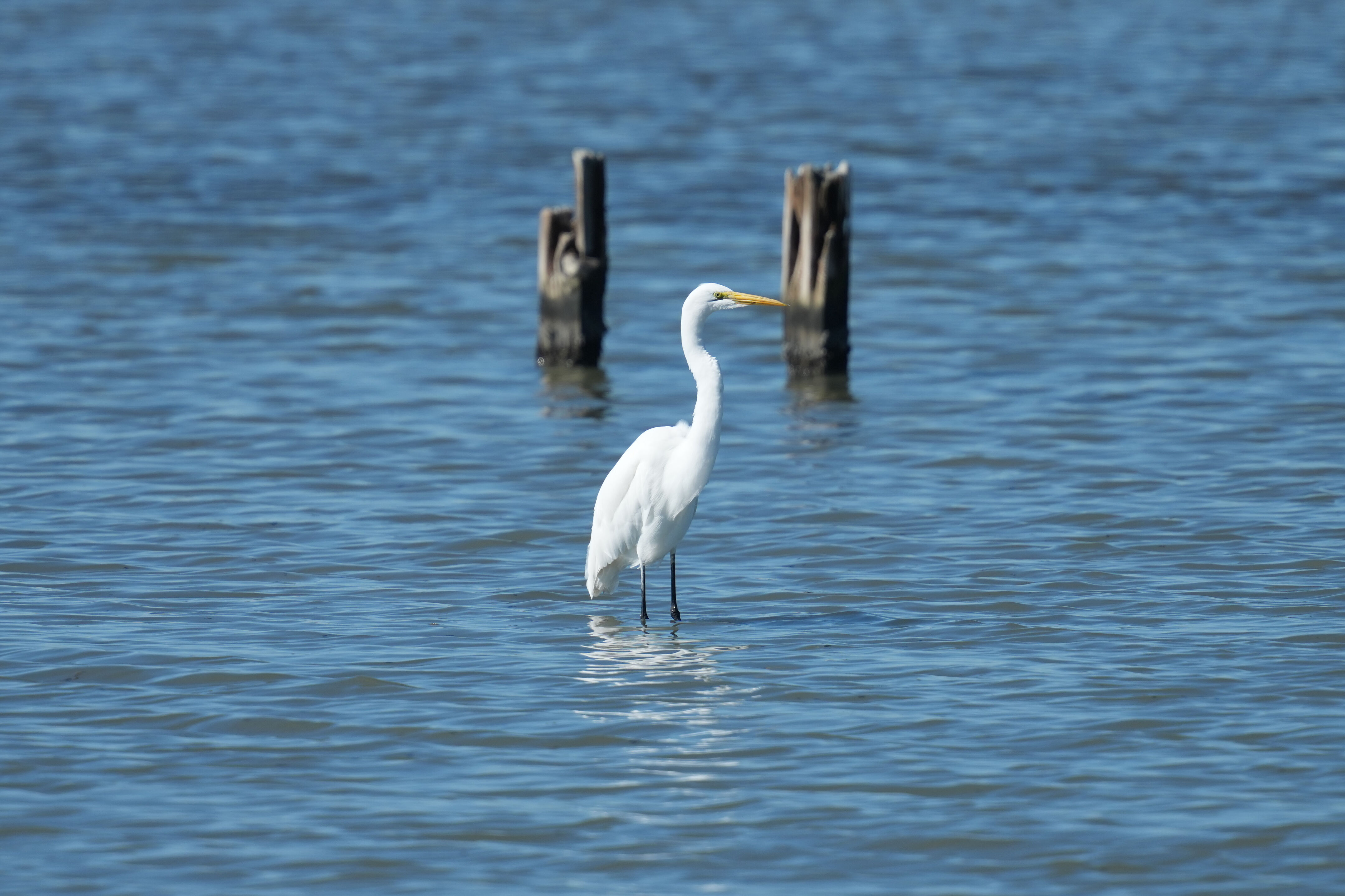 Great Egret