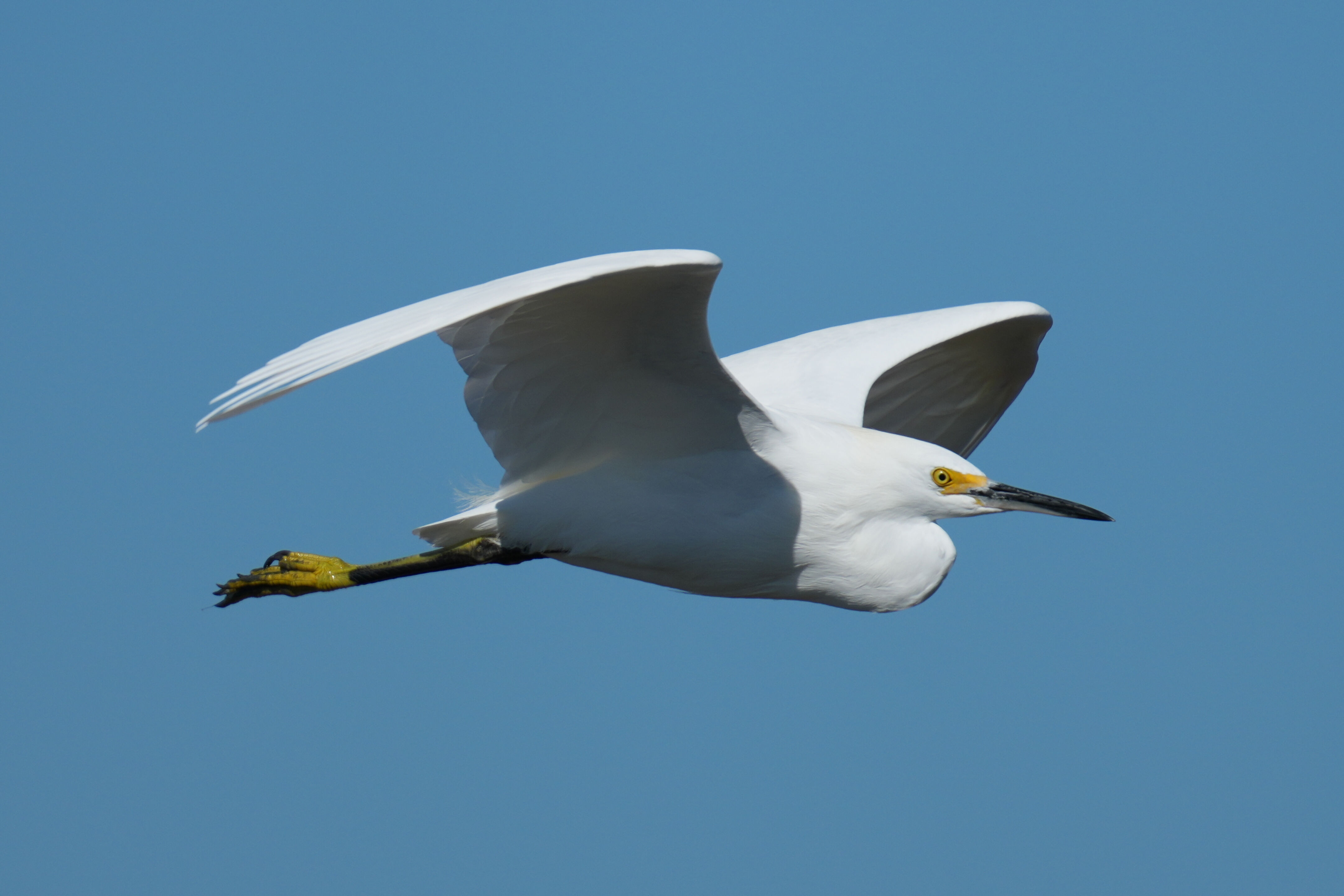 Snowy Egret