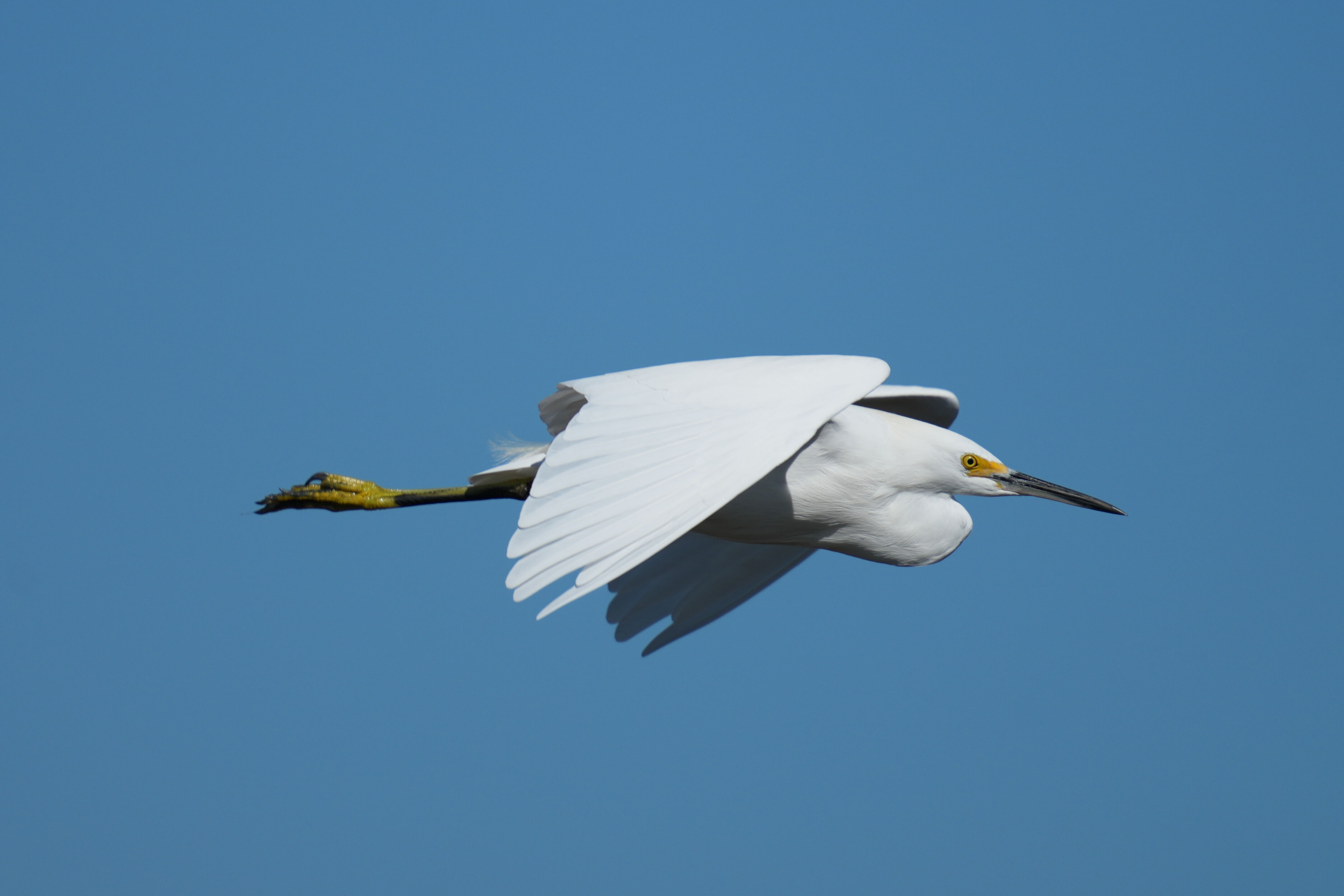 Snowy Egret