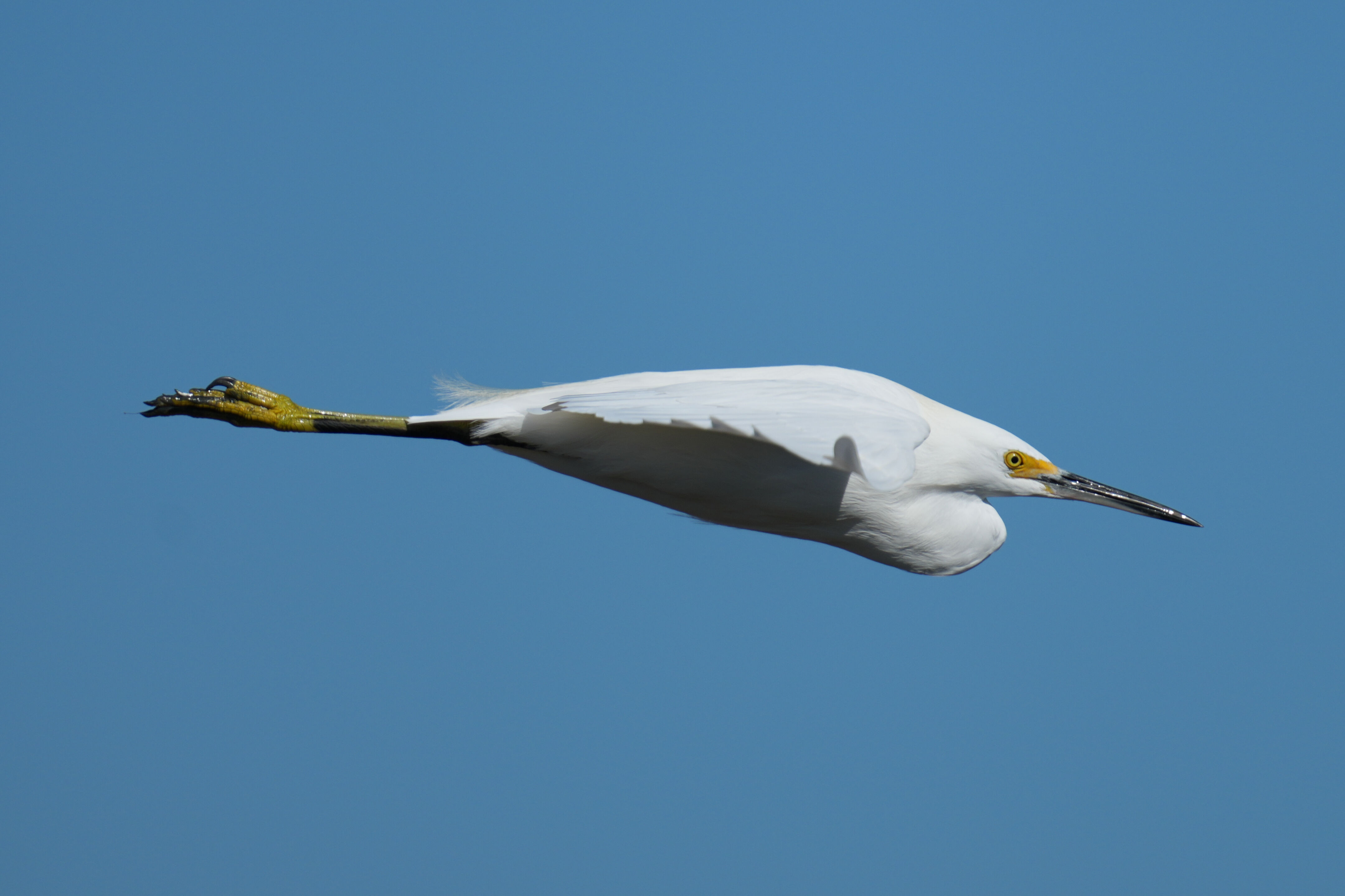 Snowy Egret